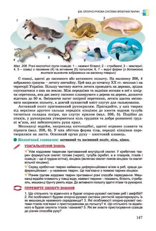 §34. ОПОРНО-РУХОВА СИСТЕМА ХРЕБЕТНИХ ТВАРИН
Мал. 208. Різні екологічні групи ссавців: 1 - наземні бігаючі; 2 - стрибаючі; 3 - землериї;
4, 5 - ссавці з пасивним (4) та активним (5) польотом; 6, 7 - водні форми (з допомогою
вчителя визначте зображених на малюнку тварин)
Є ссавці, здатні до пасивного або активного польоту. На малюнку 208, 4
зображено гризуна - летягу звичайну. Цей вид до початку XX ст. мешкав і на
території України. Більшу частину життя летяга проводить на деревах, зрідка
спускаючися з них на землю. Між передніми та задніми ногами в неї є шкір­
на перетинка, яка дає змогу пасивно планерувати з дерева на дерево, долаючи
відстань до 50 м. Змінюючи натяг шкірної перетинки, летяга здатна зміню­
вати напрямок польоту, а довгий пухнастий хвіст слугує для гальмування.
Активний політ притаманний рукокрилим. Пригадайте, у цих тварин
від верхівки другого пальця передніх кінцівок до хвоста вздовж тулуба
тягнеться складка шкіри, що слугує крилом (мал. 208, 5). Подібно до
птахів, у рукокрилих утворюється кіль грудини та добре розвинені груд­
ні м’язи, які забезпечують рухи крил.
Мешканці водойм, наприклад китоподібні, здатні вправно плавати та
пірнати (мал. 208, 6). У них обтічна форма тіла, передні кінцівки пере­
творилися на ласти. Основний орган руху - хвостовий плавець.
Ф Біологічний словничок: активний та пасивний політ, кіль, цівка.
^ УЗАГАЛЬНЕННЯ ЗНАНЬ
Усім хордовим тваринам притаманний внутрішній скелет. У хребетних тва­
рин формується скелет голови (череп), тулуба (хребет, а в плазунів, птахів і
ссавців - ще й грудна клітка), кінцівок (включає скелет поясів кінцівок та скелет
вільної кінцівки).
Серед хребетних тварин найменш диференційовані м'язи в риб, краще ди­
ференційовані - у наземних тварин. Це пов’язано з появою парних кінцівок.
Різним групам хордових тварин притаманні різні способи пересування. Меш­
канці водойм плавають у товщі води, наземні тварини - повзають, бігають, стриба­
ють, мешканці ґрунту риють ходи. До активного польоту здатні птахи та рукокрилі.
5 " ^ ПЕРЕВІРТЕ ЗДОБУТІ ЗНАННЯ
1. Що спільного та відмінного в будові опорно-рухової системи риб і амфібій?
2. Які особливості будови опорно-рухової системи рептилій характеризують їх
як мешканців наземного середовища? 3. Які особливості опорно-рухової сис­
теми птахів пов'язані з пристосуванням до польоту? 4. Що спільного та відмін­
ного в будові скелета птахів і кажанів? 5. Які ви знаєте пристосування ссавців
до різних способів руху?
147
 