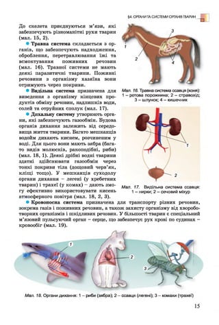 §4. ОРГАНИ ТА СИСТЕМИ ОРГАНІВ ТВАРИН
Мал. 16. Травна система ссавця (коня):
1 - ротова порожнина; 2 - стравохід;
З - шлунок; 4 - кишечник
До скелета приєднуються м’язи, які
забезпечують різноманітні рухи тварин
(мал. 15, 2).
• Травна система складається з ор­
ганів, що забезпечують надходження,
оброблення, перетравлювання їжі та
всмоктування поживних речовин
(мал. 16). Травної системи не мають
деякі паразитичні тварини. Поживні
речовини з організму хазяїна вони
отримують через покриви.
• Видільна система призначена для
виведення з організму кінцевих про­
дуктів обміну речовин, надлишків води,
солей та отруйних сполук (мал. 17).
• Дихальну систему утворюють орга­
ни, які забезпечують газообмін. Будова
органів дихання залежить від середо­
вища життя тварини. Багато мешканців
водойм дихають киснем, розчиненим у
воді. Для цього вони мають зябра (бага­
то видів молюсків, ракоподібні, риби)
(мал. 18, 1). Деякі дрібні водні тварини
здатні здійснювати газообмін через
тонкі покриви тіла (дощовий черв’як,
кліщі тощо). У мешканців суходолу
органи дихання - легені (у хребетних
тварин) і трахеї (у комах) - дають змо­
гу ефективно використовувати кисень
атмосферного повітря (мал. 18, 2, 3).
• Кровоносна система призначена для транспорту різних речовин,
зокрема газів і поживних речовин, а також захисту організму від хворобо­
творних організмів і шкідливих речовин. У більшості тварин є спеціальний
м’язовий пульсуючий орган - серце, що забезпечує рух крові по судинах -
кровообіг (мал. 19).
Мал. 17. Видільна система ссавця:
1 - нирки; 2 - сечовий міхур
Мал. 18. Органи дихання: 1 - риби (зябра); 2 - ссавця (легені); 3 - комахи (трахеї)
 