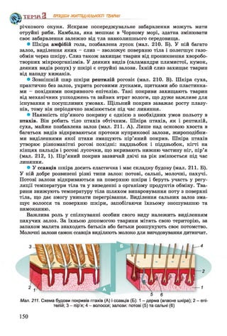 Ч*?>
річкового окуня. Яскраве попереджувальне забарвлення можуть мати
отруйні риби. Камбала, яка мешкає в Чорному морі, здатна змінювати
своє забарвлення залежно від тла навколишнього середовища.
• Шкіра амфібій гола, позбавлена лусок (мал. 210. Б). У ній багато
залоз, виділення яких - слиз - зволожує поверхню тіла і полегшує газо­
обмін через шкіру. Слиз також захищає тварин від проникнення хворобо­
творних мікроорганізмів. У деяких видів (саламандри плямистої, кумок,
деяких видів ропух) у шкірі є отруйні залози. їхній слиз захищає тварин
від нападу хижаків.
• Зовнішній шар шкіри рептилій роговіє (мал. 210. В). Шкіра суха,
практично без залоз, укрита роговими лусками, щитками або пластинка­
ми - похідними покривного епітелію. Такі покриви захищають тварин
від механічних ушкоджень та зайвих втрат вологи, що дуже важливе для
існування в посушливих умовах. Щільний покрив заважає росту плазу­
нів, тому він періодично замінюється під час линяння.
• Наявність пір’яного покриву є однією з необхідних умов польоту в
птахів. Він робить тіло птахів обтічним. Шкіра птахів, як і рептилій,
суха, майже позбавлена залоз (мал. 211. А). Лише над основою хвоста в
багатьох видів відкриваються протоки куприкової залози, жироподібни­
ми виділеннями якої птахи змащують пір’яний покрив. Шкіра птахів
утворює різноманітні рогові похідні: наддзьобок і піддзьобок, кігті на
кінцях пальців і рогові лусочки, що вкривають нижню частину ніг, пір’я
(мал. 212, 1). Пір’яний покрив зазвичай двічі на рік змінюється під час
линяння.
• У ссавців шкіра досить еластична і має складну будову (мал. 211. Б).
У ній добре розвинені різні типи залоз: потові, сальні, молочні, пахучі.
Потові залози відкриваються на поверхню шкіри і беруть участь у регу­
ляції температури тіла та у виведенні з організму продуктів обміну. Тва­
рини знижують температуру тіла шляхом випаровування поту з поверхні
тіла, що дає змогу уникати перегрівання. Виділення сальних залоз зма­
щує волосся та поверхню шкіри, запобігаючи їхньому зношуванню та
намоканню.
Важлива роль у спілкуванні особин свого виду належить виділенням
пахучих залоз. За їхньою допомогою тварини мітять свою територію, за
запахом малята знаходять батьків або батьки розшукують своє потомство.
Молочні залози самок ссавців виділяють молоко для вигодовування дитинчат.
ТЕМП З ПРОЦЕСИЖИТТЄДІЯЛЬНОСТІ ТВАРИН
Мал. 211. Схема будови покривів птахів (А) і ссавців (Б): 1 - дерма (власне шкіра); 2 - епі­
телій; 3 - пір’я; 4 - волосся; залози: потові (5) та сальні (6)
150
 