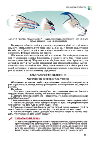 §35. ПОКРИВИ ТІЛА ТВАРИН о ]
Мал. 212. Приклади похідних шкіри: 1 - наддзьобок і піддзьобок птахів; 2 - кігті на кінцях
пальців ссавців; 3 - роги на голові ссавців
За рахунок епітелію шкіри у ссавців утворюються різні похідні: волос­
ки, кігті, нігті, копита, роги тощо (мал. 212, 2, 3). У деяких видів тварин
(їжаків, дикобразів тощо) волосся може видозмінюватись на голки, що
виконують функцію захисту від ворогів.
Під власне шкірою є шар жирової клітковини. Він найкраще розвине­
ний у мешканців водойм (наприклад, у синього кита його товща може
перевищувати 50 см). Жир допомагає зберігати тепло тіла. Крім того, він
легший за воду, і тому добре розвинений шар підшкірної жирової клітко­
вини збільшує плавучість тіла. Жир, який запасається в підшкірній жи­
ровій клітковині, є також запасом поживних речовин і джерелом води в
разі її нестачі в навколишньому середовищі.
__________________ ЛАБОРАТОРНЕ ДОСЛІДЖЕННЯ__________________
Особливості покривів тіла тварин
Обладнання, матеріали та об’єкти дослідження: колекції пір'я тварин і луски
риб, опудала птахів, ссавців, колекції ракоподібних; вологі препарати риб, амфібій і
рептилій.
Хід роботи
1. Розгляньте представників ракоподібних, запропонованих учителем. Дослідіть
твердість їхнього хітинового покриву. Яке значення такого покриву?
2. Дослідіть вологі препарати риб і набори луски. Як луска розташована на шкірі
риби? Яке її значення?
3. Розгляньте ідослідіть зовнішні покриви жаби. Яке значення слизу, що вкриває шкіру?
4. Розгляньте і дослідіть вологі препарати ящірки чи вужа. Чим утворений покрив
тіла плазунів? Яка роль лусочок на тілі ящірки і вужа?
5. Розгляньте опудало птаха. Зверніть увагу на пір’яний покрив на крилах, тулубі та
хвості. Дослідіть розміщення пір’я на тілі. Яку роль відіграє пір'я в житті птаха?
6. Розгляньте опудало ссавця. Дослідіть його волосяний покрив на густину, твер­
дість, густоту. Яка його роль у житті ссавців?
^ УЗАГАЛЬНЕННЯ ЗНАНЬ
Зовнішнім шаром покривів тварин є покривний епітелій, одношаровий у без­
хребетних тварин та багатошаровий у хребетних. У кільчастих червів покрив­
ний епітелій - це зовнішній шар шкірно-м’язового мішка, до складу якого вхо­
дять два шари м’язів. У членистоногих покривний епітелій бере участь в утво­
ренні кутикули. У молюсків епітелій мантії бере участь в утворенні мушлі.
151
 