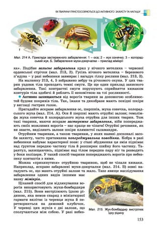 ЯК ТВАРИНИ ПРИСТОСОВУЮТЬСЯ Д О АКТИВНОГО ЗАХИСТУ ТА НАПАДУ
Мал. 214 А. Приклади застережного забарвлення: 1 - оса; 2 - жук сонечко; 3 - колорад­
ський жук. Б. Забарвлення мухи-дзюрчалки - приклад мімікрії
ка». Подібне захисне забарвлення крил у нічного метелика - червоної
орденської стрічки (мал. 213, 2). Гусінь нічного метелика - березового
п’ядуна - у разі небезпеки завмирає і нагадує гілку рослини (мал. 213, 3).
На малюнку 213, 4, 5 зображено зебру та річкового окуня. У цих тва­
рин уздовж тіла проходять темні смуги. Це ще один приклад захисного
забарвлення. Такі контрастні смуги порушують сприйняття хижаком
контурів тіла здобичі й роблять її непомітною на тлі рослинності.
• Активно захищаються від ворогів тварини за допомогою особливос­
тей будови покривів тіла. Так, їжаки та дикобрази мають похідні шкіри
у вигляді гострих голок.
Пригадайте яскраве забарвлення ос, шершнів, жука сонечка, колорад­
ського жука (мал. 214. А). Оси й шершні мають отруйні залози; гемолім­
фа жука сонечка й колорадського жука отруйна для інших тварин. Тож
такі тварини, маючи яскраве застережне забарвлення, ніби попереджа­
ють своїх можливих ворогів - нас краще не чіпати! Отруйні речовини, як
ви знаєте, виділяють залози шкіри плямистої саламандри.
Отруйним тваринам, а також тваринам, у яких наявні досконалі засо­
би захисту, часто притаманна попереджувальна поведінка. Кобра в разі
небезпеки набуває характерної пози: у стані збудження ця змія піднімає
над ґрунтом передню частину тіла й розширює шийну його частину. Та­
рантул, захищаючись, піднімає над тілом передню пару ніг та розводить
у боки хеліцери. У такий спосіб тварини попереджають ворогів про небез­
пеку контактів з ними.
Можна «прикинутися» отруйною твариною, щоб не чіпали хижаки.
Наприклад, яскраво забарвлені мухи-дзюрчалки (мал. 214. Б) зовні на­
гадують ос, що мають отруйні залози та жало. Таке явище наслідування
забарвлення одних видів іншими має
назву мімікрія.
Цікавий спосіб для відлякування во­
рогів використовують жуки-бомбардири
(мал. 215). Вони вистрілюють їдкою рі­
диною, яка немов снаряд з мініатюрної
гармати вилітає із черевця жука й пе­
ретворюється на димовий клубочок.
У черевці цих жуків є дві залози, що
сполучаються між собою. У разі небез-
Мал. 215. Жук-бомбардир вистрілює
їдку рідину
153
 