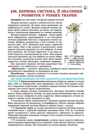 §36. НЕРВОВА СИСТЕМА, її ЗНАЧЕННЯ
І РОЗВИТОК У РІЗНИХ ТВАРИН
Пригадайте, що таке нейрон. Які функції нервової системи?
Нервова система є однією з найважливіших систем
тваринного організму, бо керує всіма процесами, що
відбуваються в ньому. Завдяки нервовій системі тва­
рини здатні швидко реагувати на зміни, які відбува­
ються у зовнішньому середовищі та в самому організмі.
Клітини нервової системи - нейрони - здатні сприй- 2
мати інформацію, перетворювати її на електричні
сигнали (нервовий імпульс) і передавати іншим клі­
тинам. Нейрони складаються з тіла клітини та від­
ростків (мал. 217). Зазвичай вони мають відростки
двох типів. Одні з них короткі й розгалужені, ними
нервові імпульси прямують до тіла нейрона, їх може
бути декілька. Це чутливі відростки. Є ще один до­
вгий відросток, розгалужений на кінці. Ним нервові
імпульси прямують від тіла нейрона до інших нейро- Мал. 217. Будова ней-
нів, м’язових, залозистих клітин тощо. Довгі нервові Рона-1—ЯДР° клітини,
. „ г"' 2 — короткі відростки;
відростки, оточені оболонкою, називають нервами. 3 _ довгий відросток-
Для діяльності нервової системи характерні такі 4 _ тіло клітини
властивості, як збудливість і провідність.
Збудливість - здатність організмів сприймати зміни зовнішнього та
внутрішнього середовища та відповідати на них.
Провідність - здатність нервової та м’язової тканини проводити збу­
дження до різних частин організму.
ЯКІ ТИПИ НЕРВОВИХ СИСТЕМ ХАРАКТЕРНІ ДЛЯ БЕЗХРЕБЕТНИХ
ТВАРИН? • Кишковопорожнинним притаманна дифузна нервова система
(мал. 218, 1). Найпростіше вона побудована в поліпів. їхні нервові кліти­
ни, з’єднуючись відростками, утворюють нервове плетиво. За сильного збу­
дження тіло поліпа здатне скорочуватись.
У медуз нервова система ускладнюється внаслідок рухливого способу
життя. Окрім дифузного плетива, по краю дзвона розташоване одне чи два
нервові кільця з нейронів та їхніх відростків. Вони іннервують м’язові во­
локна та органи чуття: рівноваги та зору.
У кільчастих червів, членистоногих і молюсків нервова система вузлова.
Вона поділяється на центральну та периферичну. Більша частина нейронів
центральної нервової системи зібрана в нервові вузли - ганглії.
• У кільчастих червів до складу центральної нервової системи входять
головний мозок і черевний нервовий ланцюжок (мал. 218, 2). Головний
мозок складається з трьох відділів: переднього, середнього та заднього.
Черевний нервовий ланцюжок іннервує м’язи шкірно-м’язового мішка та
внутрішні органи.
• У головному мозку членистоногих з-поміж трьох відділів найсклад­
нішою будовою характеризується передній, який виконує функції вищого
координуючого центру. Він відповідає за складні форми поведінки.
§36. НЕРВОВА СИСТЕМА, II ЗНАЧЕННЯ І РОЗВИТОК У РІЗНИХ ТВАРИН
155
 