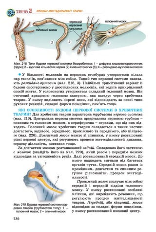 ТЕМП З ПРОЦЕСИЖИГЩШЬНОСП ТВАРИН
Мал. 218. Типи будови нервової системи безхребетних: 1 - дифузна кишковопорожнинних
(гідри); 2 - вузлова кільчастих червів (2) і членистоногих (3); 4 - розкидано-вузлова молюска
• У більшості молюсків на нервових стовбурах утворюється кілька
пар гангліїв, пов’язаних між собою. Такий тип нервової системи назива­
ють розкидано-вузловим (мал. 218, 3). Найбільш примітивний варіант її
будови спостерігаємо у двостулкових молюсків, які ведуть прикріплений
спосіб життя. У головоногих утворюється складний головний мозок. Він
оточений хрящовою головною капсулою, яка нагадує череп хребетних
тварин. У ньому виділяють окремі зони, які відповідають за певні типи
рухових реакцій, складні форми поведінки, пам’ять тощо.
ЯКІ ОСОБЛИВОСТІ БУДОВИ НЕРВОВОЇ СИСТЕМИ В ХРЕБЕТНИХ
ТВАРИН? Для хребетних тварин характерна трубчаста нервова система
(мал. 219). Центральна нервова система представлена нервовою трубкою -
спинним та головним мозком, а периферична - нервами, що від них від­
ходять. Головний мозок хребетних тварин складається з таких частин:
довгастого, заднього, середнього, проміжного та переднього, або кінцево­
го (мал. 220). Довгастий мозок межує зі спинним, у ньому розташовані
різні нервові центри, які регулюють процеси життєдіяльності: дихання,
серцеву діяльність, ковтання тощо.
За довгастим мозком розташований задній. Складовою його частиною
є мозочок (знайдіть його на мал. 220), який разом з переднім мозком
відповідає за узгодженість рухів. Далі розташований середній мозок. До
нього надходять сигнали від багатьох
органів чуття. Середній мозок разом із
проміжним, довгастим та спинним ре­
гулює різноманітні процеси життєді­
яльності.
Проміжний мозок сполучає між собою
середній і передній відділи головного
мозку. У ньому розташовані особливі
клітини, які виробляють речовини, що
регулюють процеси життєдіяльності
тварин. Передній, або кінцевий, мозок
відповідає за складні форми поведінки,
у ньому розташований нюховий центр.
Ь ь 1
Мал. 219. Будова нервової системи хор­
дових тварин (трубчастого типу): 1 -
головний мозок; 2 - спинний мозок
156
 