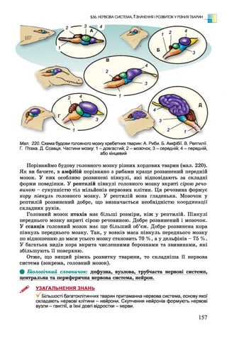 §36. НЕРВОВА СИСТЕМА ПЗНАЧЕННЯ І РОЗВИТОК У РІЗНИХ ТВАРИН
Мал. 220. Схема будови головного мозку хребетних тварин: А. Риби. Б. Амфібії. В. Рептилії.
Г. Птаха. Д. Ссавця. Частини мозку: 1 - довгастий; 2 - мозочок; 3 - середній; 4 - передній,
або кінцевий
Порівняймо будову головного мозку різних хордових тварин (мал. 220).
Як ви бачите, в амфібій порівняно з рибами краще розвинений передній
мозок. У них особливо розвинені півкулі, які відповідають за складні
форми поведінки. У рептилій півкулі головного мозку вкриті сірою речо­
виною - сукупністю тіл мільйонів нервових клітин. Ця речовина формує
кору півкуль головного мозку. У рептилій вона гладенька. Мозочок у
рептилій розвинений добре, що визначається необхідністю координації
складних рухів.
Головний мозок птахів має більші розміри, ніж у рептилій. Півкулі
переднього мозку вкриті сірою речовиною. Добре розвинений і мозочок.
У ссавців головний мозок має ще більший об’єм. Добре розвинена кора
півкуль переднього мозку. Так, у вовків маса півкуль переднього мозку
по відношенню до маси усього мозку становить 70 %, а у дельфінів - 75 %.
У багатьох видів кора вкрита численними борознами та звивинами, які
збільшують її поверхню.
Отже, що вищий рівень розвитку тварини, то складніша її нервова
система (зокрема, головний мозок).
Ф Біологічний словничок: дифузна, вузлова, трубчаста нервові системи,
центральна та периферична нервова система, нейлон.
^ УЗАГАЛЬНЕННЯ ЗНАНЬ
Більшості багатоклітинних тварин притаманна нервова система, основу якої
складають нервові клітини - нейрони. Скупчення нейронів формують нервові
вузли - ганглії, а їхні довгі відростки - нерви.
157
 