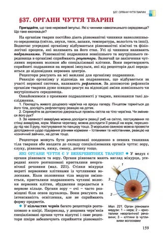 Пригадайте, що таке нервовий імпульс. Які є чинники навколишнього середовища?
Що таке ехолокація?
На організм тварин постійно діють різноманітні чинники навколишньо­
го середовища (світло, звуки, тиск, запахи, температура, вологість та інші).
Водночас усередині організму відбуваються різноманітні хімічні та фізіо­
логічні процеси, які впливають на його стан. Усі ці чинники називають
подразниками. Різноманітні подразники зовнішнього та внутрішнього се­
редовища в організмі сприймають рецептори. Зазвичай це закінчення чут­
ливих нервових волокон або спеціалізовані клітини. Вони перетворюють
сприйняті подразники на нервові імпульси, які від рецепторів далі переда­
ються до відповідних нервових центрів.
Рецептори реагують на всі важливі для організму подразники.
Реакцію організму у відповідь на подразнення, що відбувається за
участі нервової системи, називають рефлексом. За допомогою рефлексів
організм тварини дуже швидко реагує на відповідні зміни зовнішнього чи
внутрішнього середовища.
Ознайомимося з проявами подразливості у тварин, виконавши такі до­
слідження.
1. Покладіть живого дощового черв’яка на аркуш паперу. Пінцетом торкніться до
його тіла, дослідіть рефлекторну реакцію на дотик.
2. Спрямуйте за допомогою дзеркальця промінь світла на тіло черв’яка. Чи змінив­
ся його рух?
3. За наявності акваріума можна дослідити реакції риб на світло, постукування по
стінці акваріума, корм. Маючи черепаху, можна дослідити її реакції на корм, перешко­
ду під час її руху, постукування по панциру тощо. З морською свинкою можна провести
дослідження щодо годування різними кормами - їстівними та неїстівними, реакцію на
«сонячний зайчик», на дотик тощо.
Рецептори можуть бути розташовані поодиноко в певних тканинах
тіла тварини або входити до складу спеціалізованих органів чуття: зору,
слуху, рівноваги, нюху, смаку, дотику тощо.
ЯКІ ОРГАНИ ЧУТТЯ Є У БЕЗХРЕБЕТНИХ ТВАРИН? • У медуз є
органи рівноваги та зору. Органи рівноваги мають вигляд міхурця, усе­
редині якого розташовані кристалики неорга­
нічної речовини (мал. 221). Стінки міхурця
вкриті нервовими клітинами із чутливими во­
лосками. Коли положення тіла медузи зміню­
ється, кристалики подразнюють чутливі волос­
ки нервових клітин, збудження передається в
нервове кільце. Органи зору - очі - часто роз­
міщені біля основ щупалець. Вони реагують на
інтенсивність освітлення, але не сприймають
форму предметів.
• У кільчастих червів багато рецепторів розта­
шовано в шкірі. Наприклад, у дощових черв’яків
спеціалізовані органи чуття відсутні і саме рецеп­
тори шкіри забезпечують сприйняття різноманіт­
§37. ОРГАНИ ЧУТТЯ ТВАРИН
§37. ОРГАНИ ЧУТТЯ ТВАРИН
ная. 221. Орган рівноваги
медузи: 1 - нерв; 2 - крис­
талики неорганічної речо­
вини; 3 - клітини із чутли­
вими волосками
159
 