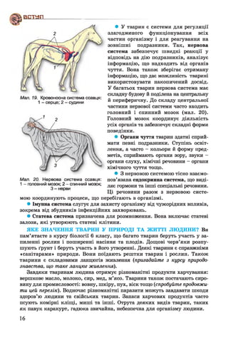 в и а п -------
2
• У тварин є системи для регуляції
злагодженого функціонування всіх
частин організму і для реагування на
зовнішні подразники. Так, нервова
система забезпечує швидкі реакції у
відповідь на дію подразників, аналізує
інформацію, що надходить від органів
чуття. Вона також зберігає отриману
інформацію, що дає можливість тварині
використовувати накопичений досвід.
У багатьох тварин нервова система має
складну будову й поділена на центральну
й периферичну. До складу центральної
частини нервової системи часто входить
головний і спинний мозок (мал. 20).
Головний мозок координує діяльність
усіх органів та забезпечує складні форми
поведінки.
• Органи чуття тварин здатні сприй­
мати певні подразники. Ступінь освіт­
лення, а часто - кольори й форму пред­
метів, сприймають органи зору, звуки -
органи слуху, хімічні речовини - органи
хімічного чуття тощо.
• 3 нервовою системою тісно взаємо­
пов’язана ендокринна система, що виді­
ляє гормони та інші спеціальні речовини.
Ці речовини разом з нервовою систе­
мою координують процеси, що перебігають в організмі.
• Імунна система слугує для захисту організму від чужорідних впливів,
зокрема від збудників інфекційних захворювань.
• Статева система призначена для розмноження. Вона включає статеві
залози, які утворюють статеві клітини.
ЯКЕ ЗНАЧЕННЯ ТВАРИН У ПРИРОДІ ТА ЖИТТІ ЛЮДИНИ? Ви
пам’ятаєте з курсу біології 6 класу, що багато тварин беруть участь у за­
пиленні рослин і поширенні насіння та плодів. Дощові черв’яки розпу­
шують ґрунт і беруть участь в його утворенні. Деякі тварини є справжніми
«санітарами» природи. Вони поїдають рештки тварин і рослин. Також
тварини є складовими ланцюгів живлення (пригадайте з курсу природо­
знавства, що таке ланцюг живлення).
Завдяки тваринам людина отримує різноманітні продукти харчування:
вершкове масло, молоко, сир, мед, м’ясо. Тварини також постачають сиро­
вину для промисловості: вовну, шкіру, пух, віск тощо (спробуйте продовжи­
ти цей перелік). Водночас різноманітні паразити можуть завдавати шкоди
здоров’ю людини та свійських тварин. Запаси харчових продуктів часто
псують комірні кліщі, миші та інші. Отрута деяких видів тварин, таких
як павук каракурт, гадюка звичайна, небезпечна для організму людини.
Мал. 19. Кровоносна система ссавця:
1 - серце; 2 - судини
Мал. 20. Нервова система ссавця:
1 - головний мозок; 2 - спинний мозок;
З - нерви
16
 