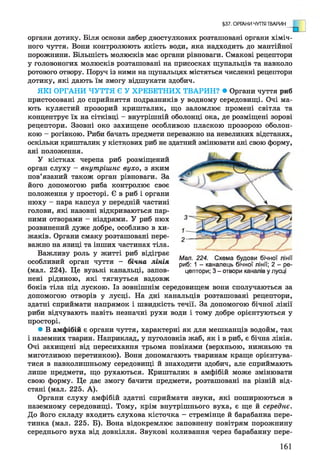 органи дотику. Біля основи зябер двостулкових розташовані органи хіміч­
ного чуття. Вони контролюють якість води, яка надходить до мантійної
порожнини. Більшість молюсків має органи рівноваги. Смакові рецептори
у головоногих молюсків розташовані на присосках щупальців та навколо
ротового отвору. Поруч із ними на щупальцях містяться численні рецептори
дотику, які дають їм змогу відшукати здобич.
ЯКІ ОРГАНИ ЧУТТЯ Є У ХРЕБЕТНИХ ТВАРИН? • Органи чуття риб
пристосовані до сприйняття подразників у водному середовищі. Очі ма­
ють кулястий прозорий кришталик, що заломлює промені світла та
концентрує їх на сітківці - внутрішній оболонці ока, де розміщені зорові
рецептори. Ззовні око захищене особливою пласкою прозорою оболон­
кою - рогівкою. Риби бачать предмети переважно на невеликих відстанях,
оскільки кришталик у кісткових риб не здатний змінювати ані свою форму,
ані положення.
У кістках черепа риб розміщений
орган слуху - внутрішнє вухо, з яким
пов’язаний також орган рівноваги. За
його допомогою риба контролює своє
положення у просторі. Є в риб і органи
нюху - пара капсул у передній частині
голови, які назовні відкриваються пар­
ними отворами - ніздрями. У риб нюх
розвинений дуже добре, особливо в хи­
жаків. Органи смаку розташовані пере­
важно на язиці та інших частинах тіла.
Важливу роль у житті риб відіграє
особливий орган чуття - бічна лінія
(мал. 224). Це вузькі канальці, запов­
нені рідиною, які тягнуться вздовж
боків тіла під лускою. Із зовнішнім середовищем вони сполучаються за
допомогою отворів у лусці. На дні канальців розташовані рецептори,
здатні сприймати напрямок і швидкість течії. За допомогою бічної лінії
риби відчувають навіть незначні рухи води і тому добре орієнтуються у
просторі.
• В амфібій є органи чуття, характерні як для мешканців водойм, так
і наземних тварин. Наприклад, у пуголовків жаб, як і в риб, є бічна лінія.
Очі захищені від пересихання трьома повіками (верхньою, нижньою та
миготливою перетинкою). Вони допомагають тваринам краще орієнтува­
тися в навколишньому середовищі й знаходити здобич, але сприймають
лише предмети, що рухаються. Кришталик в амфібій може змінювати
свою форму. Це дає змогу бачити предмети, розташовані на різній від­
стані (мал. 225. А).
Органи слуху амфібій здатні сприймати звуки, які поширюються в
наземному середовищі. Тому, крім внутрішнього вуха, є ще й середнє.
До його складу входить слухова кісточка - стремінце й барабанна пере­
тинка (мал. 225. Б). Вона відокремлює заповнену повітрям порожнину
середнього вуха від довкілля. Звукові коливання через барабанну пере-
§37. ОРГАНИ ЧУТТЯ ТВАРИН
Мал. 224. Схема будови бічної лінії
риб: 1 - каналець бічної лінії; 2 - ре­
цептори; 3 - отвори каналів у лусці
161
 