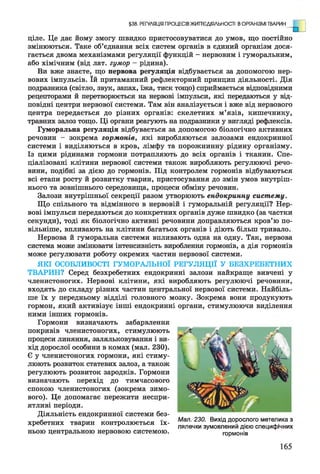 ціле. Це дає йому змогу швидко пристосовуватися до умов, що постійно
змінюються. Таке об’єднання всіх систем органів в єдиний організм дося­
гається двома механізмами регуляції функцій - нервовим і гуморальним,
або хімічним (від лат. гумор —рідина).
Ви вже знаєте, що нервова регуляція відбувається за допомогою нер­
вових імпульсів. їй притаманний рефлекторний принцип діяльності. Дія
подразника (світло, звук, запах, їжа, тиск тощо) сприймається відповідними
рецепторами й перетворюється на нервові імпульси, які передаються у від­
повідні центри нервової системи. Там він аналізується і вже від нервового
центра передається до різних органів: скелетних м’язів, кишечнику,
травних залоз тощо. Ці органи реагують на подразники у вигляді рефлексів.
Гуморальна регуляція відбувається за допомогою біологічно активних
речовин - зокрема гормонів, які виробляються залозами ендокринної
системи і виділяються в кров, лімфу та порожнинну рідину організму.
Із цими рідинами гормони потрапляють до всіх органів і тканин. Спе­
ціалізовані клітини нервової системи також виробляють регулюючі речо­
вини, подібні за дією до гормонів. Під контролем гормонів відбуваються
всі етапи росту й розвитку тварин, пристосування до змін умов внутріш­
нього та зовнішнього середовища, процеси обміну речовин.
Залози внутрішньої секреції разом утворюють ендокринну систему.
Що спільного та відмінного в нервовій і гуморальній регуляції? Нер­
вові імпульси передаються до конкретних органів дуже швидко (за частки
секунди), тоді як біологічно активні речовини доправляються кров’ю по­
вільніше, впливають на клітини багатьох органів і діють більш тривало.
Нервова й гуморальна системи впливають одна на одну. Так, нервова
система може змінювати інтенсивність вироблення гормонів, а дія гормонів
може регулювати роботу окремих частин нервової системи.
ЯКІ ОСОБЛИВОСТІ ГУМОРАЛЬНОЇ РЕГУЛЯЦІЇ У БЕЗХРЕБЕТНИХ
ТВАРИН? Серед безхребетних ендокринні залози найкраще вивчені у
членистоногих. Нервові клітини, які виробляють регулюючі речовини,
входять до складу різних частин центральної нервової системи. Найбіль­
ше їх у передньому відділі головного мозку. Зокрема вони продукують
гормон, який активізує інші ендокринні органи, стимулюючи виділення
ними інших гормонів.
Гормони визначають забарвлення
покривів членистоногих, стимулюють
процеси линяння, заляльковування і ви­
хід дорослої особини в комах (мал. 230).
Є у членистоногих гормони, які стиму­
люють розвиток статевих залоз, а також
регулюють розвиток зародків. Гормони
визначають перехід до тимчасового
спокою членистоногих (зокрема зимо­
вого). Це допомагає пережити неспри­
ятливі періоди.
Діяльність ендокринної системи без­
хребетних тварин контролюється їх­
ньою центральною нервовою системою.
§38. РЕГУЛЯЦІЯ ПРОЦЕСІВ ЖИТТЄДІЯЛЬНОСТІ В ОРГАНІЗМІ ТВАРИН
Мал. 230. Вихід дорослого метелика з
лялечки зумовлений дією специфічних
гормонів
165
 
