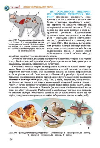 ЯКІ ОСОБЛИВОСТІ ЕНДОКРИН­
НОЇ СИСТЕМИ ХРЕБЕТНИХ ТВА­
РИН? Координує діяльність ендо­
кринних залоз хребетних тварин осо­
блива структура проміжного мозку,
що отримує та аналізує сигнали від
центральної нервової системи. У від­
повідь на них вона виділяє в кров ре­
гуляторні речовини. Кровоносними
судинами вони потрапляють до гіпо­
фіза - провідної залози внутрішньої
секреції, розміщеної в головному моз­
ку (мал. 231). Під впливом регулятор­
них речовин гіпофіз синтезує гормони,
які стимулюють діяльність усіх інших
ендокринних залоз. У такий спосіб
здійснюється тісний зв’язок між ді­
яльністю нервової та ендокринної систем.
Особливе значення для росту й розвитку хребетних тварин має гормон
росту. За його нестачі організм не набуває притаманних йому розмірів, за
надлишку, навпаки, розвивається гігантизм.
У статевих залозах тварин синтезуються чоловічі та жіночі статеві гор­
мони. Вони відповідають за функціонування статевої системи та розвиток
вторинних статевих ознак. Так називають ознаки, за якими відрізняються
особини різних статей. Саме явище розбіжностей у розмірах, будові чи за­
барвленні представників різних статей одного й того самого виду називають
статевим диморфізмом (мал. 232). Так, у левів, наприклад, самці не тіль­
ки більші за самок, а ще мають характерний волосяний покрив голови -
гриву. У качки-крижня та багатьох інших видів птахів самці мають яскра­
віше забарвлення, ніж самки. В оленів (за винятком північного) самці мають
роги, які відсутні в самок. Розбіжності в зовнішньому вигляді між самками
та самцями можуть зберігатися постійно або ж проявлятися лише під час
періоду парування (наприклад, шлюбне забарвлення деяких птахів, риб).
ТЕМП З ПРОЦЕСИЖИТТЄДІЯЛЬНОСТІ ТВАРИН
Мал. 232. Приклади статевого диморфізму: 1- лев і левиця; 2 - качка-крижень (а - самець,
б - самка); 3 - жук-олень (а - самець, б - самка)
Мал. 231. Ендокринна система ссавців:
1 - гіпофіз; 2 - щитоподібна залоза;
З - надниркові залози; 4 - підшлунко­
ва залоза; 5 - статеві залози самки;
6 - статеві залози самця (для загально­
го ознайомлення)
166
 
