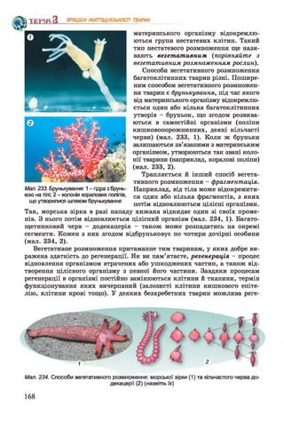 №
ТЕМП З ПРОЦЕСИЖИТТЄДІЯЛЬНОСТІ
материнського організму відокремлю­
ються групи нестатевих клітин. Такий
тип нестатевого розмноження ще нази­
вають вегетативним (порівняйте з
вегетативним розмноженням рослин).
Способи вегетативного розмноження
багатоклітинних тварин різні. Пошире­
ним способом вегетативного розмножен­
ня тварин є брунькування, під час якого
від материнського організму відокремлю­
ється один або кілька багатоклітинних
утворів - бруньок, що згодом розвива­
ються в самостійні організми (поліпи
кишковопорожнинних, деякі кільчасті
черви) (мал. 233, 1). Коли ж бруньки
запишаються зв’язаними з материнським
організмом, утворюються так звані коло­
нії тварини (наприклад, коралові поліпи)
(мал. 233, 2).
Трапляється й інший спосіб вегета­
тивного розмноження - фрагментація.
Мал. 233. Брунькування: 1- гідра збрунь- Наприклад, від тіла може відокремити-
кою натілі; 2- колонія коралових поліпів, ся один або кілька фрагментів, з яких
що утворилися шляхом брунькування . . . .
1 г потім відновлюються цілісні організми.
Так, морська зірка в разі нападу хижака відкидає один зі своїх проме­
нів. З нього потім відновлюється цілісний організм (мал. 234, 1). Багато-
щетинковий черв - додекацерія - також може розпадатись на окремі
сегменти. Кожен з них згодом відбруньковує по чотири дочірні особини
(мал. 234, 2).
Вегетативне розмноження притаманне тим тваринам, у яких добре ви­
ражена здатність до регенерації. Як ви пам’ятаєте, регенерація - процес
відновлення організмом втрачених або ушкоджених частин, а також від­
творення цілісного організму з певної його частини. Завдяки процесам
регенерації в організмі постійно замінюються клітини й тканини, термін
функціонування яких вичерпаний (залозисті клітини кишкового епіте­
лію, клітини крові тощо). У деяких безхребетних тварин можлива реге­
ТВАРИН
Мал. 234. Способи вегетативного розмноження: морської зірки (1) та кільчастого черва до-
декацерії (2) (назвіть їх)
 