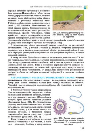 нерація цілісного організму з незначної
його частини. Пригадайте, у губок, у яких
немає диференційованих тканин, описано
випадки, коли цілісний організм віднов­
лювався з розтертої клітинної маси.
У гідри особина може відновлюватись зі
своєї 1/200 частини. Відновлювати ці­
лісні органи здатні, багатощетинкові та
малощетинкові черви, деякі ракоподібні
(наприклад, краби), голкошкірі. Серед
хребетних тварин регенерацію цілісних
органів спостерігають у хвостатих амфібій
(регенерація кінцівок, хвоста, очей, деяких внутрішніх органів), ящірок
(відновлення відкинутої частини хвоста) (мал. 235).
З підвищенням рівня організації тварин здатність до регенерації
зменшується. Так, у птахів і ссавців (і людини, зокрема) регенерація
проявляється у загоєнні ран, зрощенні кісток, поновленні клітин і тка­
нин. Процеси регенерації відбуваються під контролем гормонів, а також
нервової системи.
У чому полягає біологічне значення нестатевого розмноження? У ви­
дів тварин, здатних також до статевого розмноження, нестатевим спосо­
бом можуть розмножуватись особини, які з певних причин опинилися
ізольованими від інших. Види з коротким терміном життя завдяки не­
статевому розмноженню за незначний проміжок часу можуть значно
збільшувати свою чисельність. У результаті нестатевого розмноження
дочірні особини за набором спадкової інформації є точними копіями
батьків.
ЯКІ ОСОБЛИВОСТІ СТАТЕВОГО РОЗМНОЖЕННЯ ТВАРИН? Статеве
розмноження у багатоклітинних тварин - це поєднання спадкового мате­
ріалу двох різних статевих клітин (або гамет): чоловічої та жіночої.
Чоловічі гамети називають сперматозоїдами, або сперміями, а жіночі -
яйцеклітинами.
У багатоклітинних тварин яйцеклітина
більша за сперматозоїд і нерухома, оскіль­
ки має запас поживних речовин, необхід­
них для розвитку зародка. Яйцеклітини
можуть бути оточені кількома різними
оболонками (мал. 236, 1). Яйцеклітину,
оточену зовнішніми оболонками, назива­
ють яйцем. Сперматозоїди значно менші
за яйцеклітини, у них немає запасу по­
живних речовин. У більшості тварин
сперматозоїди мають джгутики і здатні
до активного руху (мал. 236, 2).
ж « • шші. иуииоа іатсі о^аоцір.
Формуються статеві к л і т и н и у статевих 1 _ яАцекпп’иа оточена кількома
залозах: чоловічих - сім’яниках, і жіно- оболонками; 2 - сперматозоїд із
чих - яєчниках. Особин, у яких заклада- джгутиком
§39. РОЗМНОЖЕННЯ ТА ЙОГО ЗНАЧЕННЯ. ФОРМИ РОЗМНОЖЕННЯ ТВАРИН
■Л
Мал. 235. Приклад регенерації у тва­
рин: зверніть увагу на хвіст ящірки,
що відростає
169
 