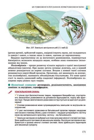 §39. РОЗМНОЖЕННЯ ТА ЙОГО ЗНАЧЕННЯ. ФОРМИ РОЗМНОЖЕННЯ ТВАРИН
.
Мал. 237. Зовнішнє запліднення риб (1) і жаб (2)
(рачки-артемії, сріблястий карась, ящірки) існують групи, які складаються
із самців і самок, а також лише із самок, здатних до партеногенезу.
Завдяки партеногенезу як за нестатевого розмноження, підвищується
ймовірність залишити нащадків видам, особини яких опинилися ізольо­
ваними від інших.
Поліембріонія - процес розвитку кількох зародків з однієї заплідненої
яйцеклітини (зиготи). При цьому зигота починає ділитись, але в певний
момент розпадається на окремі клітини. Згодом з кожної такої клітини
розвивається самостійний організм. Організми, які виникають за допомо­
гою поліембріонії, називають однояйцевими близнятами. Усі вони однієї
статі та мають однаковий набір спадкової інформації. Поліембріонія по­
ширена серед різних груп тварин.
Ф Біологічний словничок: регенерація, роздільностатевість, запліднення
зовнішнє та внутрішнє, гермафродити.
^ УЗАГАЛЬНЕННЯ ЗНАНЬ
У 'у різних груп багатоклітинних тварин, переважно безхребетних, спостеріга­
ють вегетативне розмноження за допомогою брунькування, поділу або фраг­
ментації. Процес вегетативного розмноження ґрунтується на здатності до реге­
нерації.
Статеве розмноження може супроводжуватись зовнішнім чи внутрішнім за­
плідненням.
У разі нестатевого розмноження батьківський організм передає нащадкам
свої ознаки в повному обсязі, у разі статевого - нащадки успадковують частину
ознак від материнського організму, частину - від батьківського.
Зовнішнє запліднення відбувається поза органами жіночої статевої системи.
Воно здебільшого притаманне мешканцям водойм. Внутрішнє запліднення від­
бувається в органах жіночої статевої системи. Воно здебільшого характерне
для мешканців суходолу.
171
 