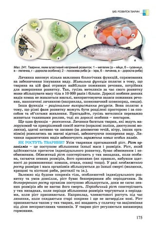 §40. РОЗВИТОК ТВАРИН
Мал. 241. Тварини, яким властивий непрямий розвиток: 1- метелик (а-яйця, б - гусениця,
в- лялечка, г - доросла особина); 2 - лососева риба (а- ікра, б - личинка, в- доросла риба)
Личинка виконує кілька важливих біологічних функцій, спрямованих
на забезпечення існування виду. Живильна функція полягає в тому, що
тварина на цій фазі отримує найбільше поживних речовин, потрібних
для завершення розвитку. Так, гусінь метеликів за час свого розвитку
може збільшувати масу тіла в 10 000 разів і більше. Дорослі особини деяких
видів комах не живляться взагалі, використовуючи запаси поживних речо­
вин, накопичені личинкою (наприклад, шовковичний шовкопряд, оводи).
Інша функція - раціональне використання ресурсів. Вона полягає в
тому, що різні фази розвитку можуть бути розділені просторово і за спо­
собом та об’єктами живлення. Пригадайте, гусінь метеликів переважно
живиться тканинами рослин, тоді як дорослі особини - нектаром.
Ще одна функція - розселення. Личинки багатьох тварин, які ведуть ма­
лорухомий чи прикріплений спосіб життя (коралові поліпи, двостулкові мо­
люски), здатні активно чи пасивно (за допомогою течій, вітру, інших орга­
нізмів) розселятись на значні відстані, забезпечуючи поширення виду. Ли­
чинки паразитичних видів забезпечують зараження нових особин хазяїв.
ЯК РОСТУТЬ ТВАРИНИ? Усім тваринам притаманний ріст. Ріст ор­
ганізмів - це поступове збільшення їхньої маси і розмірів. Ріст, який
здійснюється протягом індивідуального розвитку, буває обмеженим і не­
обмеженим. Обмежений ріст спостерігають у тих випадках, коли особи­
на, сягаючи певних розмірів, його припиняє (як правило, набувши здат­
ності до розмноження: комахи, птахи, ссавці тощо). У разі необмеженого
росту розміри і маса організмів збільшуються до їхньої смерті (молюски,
хрящові та кісткові риби, рептилії та ін.).
Залежно від будови покривів тіла, особливостей індивідуального роз­
витку та умов довкілля, ріст буває безперервним або періодичним. За
безперервного росту організм поступово збільшується, доки не сягає пев­
них розмірів або не настає його смерть. Періодичний ріст спостерігають
у тих випадках, коли періоди збільшення розмірів чергуються з періода­
ми, коли ріст припиняється. Наприклад, членистоногі ростуть під час
линяння, коли скидаються старі покриви і ще не затверділи нові. Ріст
припиняється також у тих тварин, які впадають у сплячку чи заціпеніння
під дією несприятливих чинників. У тварин ріст регулюється насамперед
гормонами.
175
 