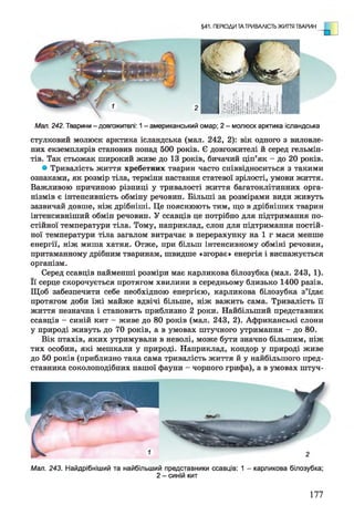 §41. ПЕРІОДИ ТА ТРИВАЛІСТЬ ЖИТТЯ ТВАРИН
Мал. 242. Тварини - довгожителі: 1- американський омар; 2 - молюск арктика ісландська
стулковий молюск арктика ісландська (мал. 242, 2): вік одного з виловле­
них екземплярів становив понад 500 років. Є довгожителі й серед гельмін­
тів. Так стьожак широкий живе до 13 років, бичачий ціп’як - до 20 років.
• Тривалість життя хребетних тварин часто співвідноситься з такими
ознаками, як розмір тіла, терміни настання статевої зрілості, умови життя.
Важливою причиною різниці у тривалості життя багатоклітинних орга­
нізмів є інтенсивність обміну речовин. Більші за розмірами види живуть
зазвичай довше, ніж дрібніші. Це пояснюють тим, що в дрібніших тварин
інтенсивніший обмін речовин. У ссавців це потрібно для підтримання по­
стійної температури тіла. Тому, наприклад, слон для підтримання постій­
ної температури тіла загалом витрачає в перерахунку на 1 г маси менше
енергії, ніж миша хатня. Отже, при більш інтенсивному обміні речовин,
притаманному дрібним тваринам, швидше «згорає» енергія і виснажується
організм.
Серед ссавців найменші розміри має карликова білозубка (мал. 243, 1).
її серце скорочується протягом хвилини в середньому близько 1400 разів.
Щоб забезпечити себе необхідною енергією, карликова білозубка з’їдає
протягом доби їжі майже вдвічі більше, ніж важить сама. Тривалість її
життя незначна і становить приблизно 2 роки. Найбільший представник
ссавців —синій кит —живе до 80 років (мал. 243, 2). Африканські слони
у природі живуть до 70 років, а в умовах штучного утримання - до 80.
Вік птахів, яких утримували в неволі, може бути значно більшим, ніж
тих особин, які мешкали у природі. Наприклад, кондор у природі живе
до 50 років (приблизно така сама тривалість життя й у найбільшого пред­
ставника соколоподібних нашої фауни - чорного грифа), а в умовах штуч-
Мал. 243. Найдрібніший та найбільший представники ссавців: 1 - карликова білозубка;
2 - синій кит
177
 
