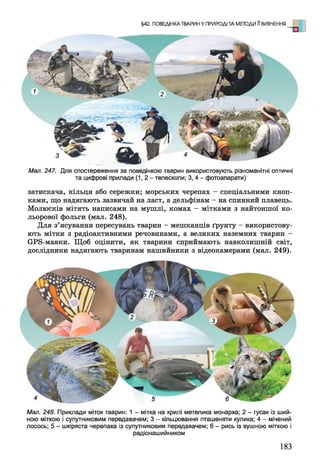 §42. ПОВЕДІНКА ТВАРИН У ПРИРОДІ ТА МЕТОДИ 11ВИВЧЕННЯ
Мал. 247. Для спостереження за поведінкою тварин використовують різноманітні оптичні
та цифрові прилади (1 ,2 - телескопи; 3 , 4 - фотоапарати)
затискача, кільця або сережки; морських черепах - спеціальними кноп­
ками, що надягають зазвичай на ласт, а дельфінам - на спинний плавець.
Молюсків мітять написами на мушлі, комах - мітками з найтоншої ко­
льорової фольги (мал. 248).
Для з’ясування пересувань тварин - мешканців ґрунту - використову­
ють мітки з радіоактивними речовинами, а великих наземних тварин -
ОРв-маяки. Щоб оцінити, як тварини сприймають навколишній світ,
дослідники надягають тваринам нашийники з відеокамерами (мал. 249).
Мал. 248. Приклади міток тварин: 1 - мітка на крилі метелика монарха; 2 - гусак із ший­
ною міткою і супутниковим передавачем; 3 - кільцювання пташеняти кулика; 4 - мічений
лосось; 5 - шкіряста черепаха із супутниковим передавачем; 6 - рись із вушною міткою і
радіонашийником
183
 