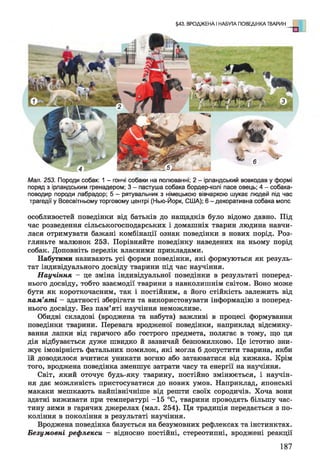 §43. ВРОДЖЕНА І НАБУТА ПОВЕДІНКА ТВАРИН
Мал. 253. Породи собак: 1 - гончі собаки на полюванні; 2 - ірландський вовкодав у формі
поряд з ірландським гренадером; 3 - пастуша собака бордер-колі пасе овець; 4 - собака-
поводир породи лабрадор; 5 - рятувальник з німецькою вівчаркою шукає людей під час
трагедії у Всесвітньому торговому центрі (Нью-Йорк, США); 6 - декоративна собака мопс
особливостей поведінки від батьків до нащадків було відомо давно. Під
час розведення сільськогосподарських і домашніх тварин людина навчи­
лася отримувати бажані комбінації ознак поведінки в нових порід. Роз­
гляньте малюнок 253. Порівняйте поведінку наведених на ньому порід
собак. Доповніть перелік власними прикладами.
Набутими називають усі форми поведінки, які формуються як резуль­
тат індивідуального досвіду тварини під час научіння.
Научіння - це зміна індивідуальної поведінки в результаті поперед­
нього досвіду, тобто взаємодії тварини з навколишнім світом. Воно може
бути як короткочасним, так і постійним, а його стійкість залежить від
пам’яті - здатності зберігати та використовувати інформацію з поперед­
нього досвіду. Без пам’яті научіння неможливе.
Обидві складові (вроджена та набута) важливі в процесі формування
поведінки тварини. Перевага вродженої поведінки, наприклад відсмику­
вання лапки від гарячого або гострого предмета, полягає в тому, що ця
дія відбувається дуже швидко й зазвичай безпомилково. Це істотно зни­
жує імовірність фатальних помилок, які могла б допустити тварина, якби
їй доводилося вчитися уникати вогню або затаюватися від хижака. Крім
того, вроджена поведінка зменшує затрати часу та енергії на научіння.
Світ, який оточує будь-яку тварину, постійно змінюється, і научін­
ня дає можливість пристосуватися до нових умов. Наприклад, японські
макаки мешкають найпівнічніше від решти своїх сородичів. Хоча вони
здатні виживати при температурі -15 °С, тварини проводять більшу час­
тину зими в гарячих джерелах (мал. 254). Ця традиція передається з по­
коління в покоління в результаті научіння.
Вроджена поведінка базується на безумовних рефлексах та інстинктах.
Безумовні рефлекси - відносно постійні, стереотипні, вроджені реакції
187
 