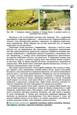 §43. ВРОДЖЕНА І НАБУТА ПОВЕДІНКА ТВАРИН о
Мал. 256. 1. Канадська казарка з виводком. 2. Конрад Лоренц та виводок гусенят, які
сприймають його за матір
Научіння в тій чи тій формі властиве всім тваринам. Так, в інфузорій
(пригадайте інфузорію-туфельку - одноклітинний твариноподібний ор­
ганізм) і гідр спостерігають реакцію «переляку» на вібрацію навколиш­
нього середовища. Якщо вібрація діє на них тривалий час, ці тварини
перестають на неї реагувати.
Особливим типом научіння є імпринтинг - фіксація в пам’яті ознак
об’єктів під час формування або корегування вроджених поведінкових
дій. Він характеризується тривалістю і міцністю. Найбільш відомим при­
кладом імпринтингу є вироблення реакції слідування у виводкових пта­
хів. Наприклад, у гусенят після вилуплення формується прив’язаність
до першого побаченого об’єкта, що рухається. У природних умовах цим
об’єктом стає мати, і гусенята відразу після вилуплення всюди слідують
за нею (мал. 256, 1). Якщо першим об’єктом, що рухається, виявляється
людина (мал. 256, 2) або навіть неживий предмет (наприклад, м’ячик), то
гусенята прямуватимуть саме за ними.
Ще одним типом научіння є метод проб і помилок. Він полягає в тому,
що тварина в разі виникнення потреби робить безліч різних дій (проб);
більшість з них виявляються марними (помилки). Але деякі допомагають
досягти мети, і тоді вони закріплюються. Наприклад, під час експеримен­
ту голубу в клітку поміщають кружальце, з’єднане з годівницею із зер­
ном. Якщо стукнути по ньому, годівниця опиняється у клітці. Голодний
голуб ходить по клітці, клює різні об’єкти і, коли його дзьоб випадково
потрапляє в кружальце, отримує їжу. Через певну кількість повторів го­
луб для отримання їжі вже спрямовано б’є кружальце дзьобом.
У природних умовах метод проб і помилок не завжди ефективний. По­
милка може виявитися останньою: зайцю не бажано помилятися у своїй
поведінці, побачивши вовка. Наставника, який навчить, теж немає. Ви­
няток становить научіння дитинчат батьками, але цей спосіб у природі
не дуже поширений. У такому разі спрацьовує соціальне научіння, або
научіння за допомогою спостереження. Суть його полягає в тому, що
молода особина вчиться не на своїх, а на чужих помилках: копіюючи по­
ведінку дорослих особин, вона переймає досвід поколінь.
Ф Біологічний словничок: вроджена поведінка, набута поведінка, безумов­
нийрефлекс, інстинкт, стратегія поведінки, научіння.
189
 