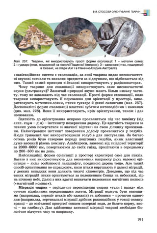 §44. СПОСОБИ ОРІЄНТУВАННЯ ТВАРИН о
Мал. 257. Тварини, які використовують прості форми ехолокації: 1 - метелик совка;
2-гуахаро (птах, поширений на півночі Південної Америки); 3 -саланган (птах, поширений
в Океанії, на півдні Азії і в Північно-Східній Австралії)
«навігаційних» систем є ехолокація, за якої тварина видає високочастот­
ні звукові сигнали та виявляє предмети за відлунням, що відбивається від
них. Такий самий принцип військові використовують у радіолокаторах.
Чому тварини для ехолокації використовують саме високочастотні
звуки (ультразвук)? Зазвичай природні звуки мають більш низьку часто­
ту, тому не заважають під час ехолокації. Прості форми ехолокації, коли
тварини використовують її переважно для орієнтації у просторі, вико­
ристовують метелики-совки, птахи гуахаро й деякі салангани (мал. 257).
Досконаліші форми ехолокації властиві зубатим китоподібним і кажанам
(див. мал. 228). Вони її використовують, крім орієнтування, також і для
полювання.
Здатність до орієнтування яскраво проявляється під час хомінгу (від
англ. хоум - дім) - інстинкту повернення додому. Це здатність тварини за
певних умов повертатися зі значної відстані на свою ділянку проживан­
ня. Найяскравіше інстинкт повернення додому проявляється у голубів.
Люди тривалий час використовували голубів для листування. За багато
сотень років було створено породу поштових голубів, яким властивий
дуже високий рівень хомінгу. Альбатроси, завезені від гніздової території
за 2000-6000 км, повертаються до своїх гнізд, пролітаючи в середньому
по 200-500 км на день.
Найскладніші форми орієнтації у просторі характерні саме для птахів.
Багато з них використовують для визначення напрямку руху наземні орі­
єнтири - якісь особливості ландшафту, поодинокі дерева тощо. Але такий
спосіб орієнтування не спрацьовує, коли птахи вирушають у далекі міграції,
у деяких випадках вони долають тисячі кілометрів. Доведено, що під час
таких міграцій птахи орієнтуються за положенням Сонця на небосхилі, зір
на нічному небі. Деякі з них здатні визначати положення магнітних полюсів
(«магнітний компас»).
Міграція тварин - періодичне переміщення тварин «туди і назад» між
суттєво відмінними середовищами життя. Міграції можуть бути сезонни­
ми (наприклад, переліт птахів або кажанів) та добовими - протягом одного
дня (наприклад, вертикальні міграції дрібних ракоподібних у товщі океану:
вранці - до освітленої прогрітої сонцем поверхні води, де багато корму, вно­
чі - на глибину). Для здійснення активної міграції тварині необхідне біо­
логічне відчуття часу та напрямку.
191
 