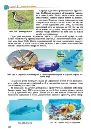 ТЕМ Я З ПОВЕДІНКА ТВАРИН
Міграції відмічені в різноманітних груп тва­
рин. Найбільш відомими мігруючими тварина­
ми є птахи і риби. Багато видів птахів з настан­
ням холодів і нестачі кормів летять на південь,
у теплі краї. Однак до сезону розмноження вони
повертаються додому - до тих місць, де народи­
лися. Сивка бурокрила (мал. 258), що відлітає
наприкінці літа на зимівлю за 13 тис. км від
місця свого гніздування, наступної весни вла-
Мап. 258. Сивка бурокрила штовує гніздо зазвичай не далі ніж за кілька
метрів від торішнього.
Серед риб яскравим мігруючим видом є прісноводний вугор європей­
ський, який живе у прісних водоймах Європи, а на нерест вирушає в Сарга-
сове море (мал. 259). Дрібні новонароджені личинки розносяться океаніч­
ними течіями, а потім пливуть до гирл річок, з яких пливли на нерест їхні
батьки, і піднімаються вгору за течією.
Євряпа
Північна
Америка
Саргасове
море
Африка
Мал. 259. 1. Дорослий річковий вугор. 2. Личинка річкового вугра. 3. Маршрут міграції річ­
кового вугра
Як дорослі риби знаходять шлях до Саргасового моря? Учені припуска­
ють, що їм допомагають глибинні течії, а також орієнтація за температурою,
солоністю води та запахами.
За запахами, на думку дослідників, орієнтуються лососеві риби (гор­
буша, сьомга (мал. 260), кета, нерка та інші). їхні мальки вилуплюються
з ікри у проточній воді річок. Через рік або два молодь більшості видів
лососевих відпливає в море. Досягнувши статевої зрілості, риби повер-
Мал. 260. Сьомга
192
Мал. 261. Зелена морська черепаха
 