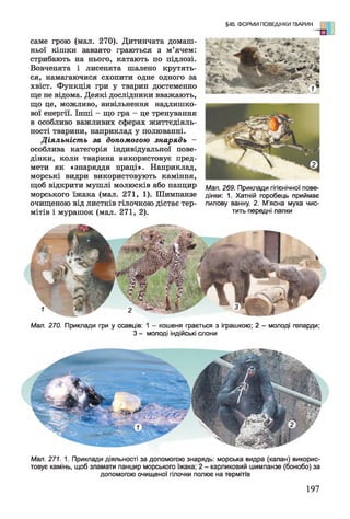 §45. ФОРМИ ПОВЕДІНКИ ТВАРИН
саме грою (мал. 270). Дитинчата домаш­
ньої кішки завзято граються з м’ячем:
стрибають на нього, катають по підлозі.
Вовченята і лисенята шалено крутять­
ся, намагаючися схопити одне одного за
хвіст. Функція гри у тварин достеменно
ще не відома. Деякі дослідники вважають,
що це, можливо, вивільнення надлишко­
вої енергії. Інші - що гра - це тренування
в особливо важливих сферах життєдіяль­
ності тварини, наприклад у полюванні.
Д ія л ь н іс т ь за допом огою з н а р я д ь -
особлива категорія індивідуальної пове­
дінки, коли тварина використовує пред­
мети як «знаряддя праці». Наприклад,
морські видри використовують каміння,
щоб відкрити мушлі молюсків або панцир
морського їжака (мал. 271, 1). Шимпанзе
очищеною від листків гілочкою дістає тер­
мітів і мурашок (мал. 271, 2).
Мал. 269. Приклади гігієнічної пове­
дінки: 1. Хатній горобець приймає
пилову ванну. 2. М'ясна муха чис­
тить передні лапки
Мал. 270. Приклади гри у ссавців: 1 - кошеня грається з іграшкою; 2 - молоді гепарди;
З - молоді індійські слони
Мал. 271. 1. Приклади діяльності за допомогою знарядь: морська видра (калан) викорис­
товує камінь, щоб зламати панцир морського їжака; 2 - карликовий шимпанзе (бонобо) за
допомогою очищеної гілочки полює на термітів
197
 