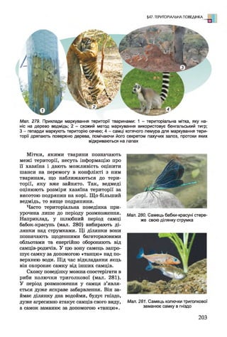 §47. ТЕРИТОРІАЛЬНА ПОВЕДІНКА о
Мал. 279. Приклади маркування території тваринами: 1 - територіальна мітка, яку на­
ніс на дерево ведмідь; 2 - схожий метод маркування використовує бенгальський тигр;
З - гепарди маркують територію сечею; 4 - самці котячого лемура для маркування тери­
торії дряпають поверхню дерева, помічаючи його секретом пахучих залоз, протоки яких
відкриваються на лапах
Мітки, якими тварини позначають
межі території, несуть інформацію про
її хазяїна і дають можливість оцінити
шанси на перемогу в конфлікті з ним
тваринам, що наближаються до тери­
торії, яку вже зайнято. Так, ведмеді
оцінюють розміри хазяїна території за
висотою подряпин на корі. Що більший
ведмідь, то вище подряпини.
Часто територіальна поведінка при­
урочена лише до періоду розмноження.
Наприклад, у шлюбний період самці
бабок-красунь (мал. 280) вибирають ді­
лянки над струмками. Ці ділянки вони
позначають щоденними багаторазовими
обльотами та енергійно обороняють від
самців-родичів. У цю зону самець запро­
шує самку за допомогою «танцю» над по­
верхнею води. Під час відкладання яєць
він охороняє самку від інших самців.
Схожу поведінку можна спостерігати в
риби колючки триголкової (мал. 281).
У період розмноження у самця з’явля­
ється дуже яскраве забарвлення. Він за­
ймає ділянку дна водойми, будує гніздо,
дуже агресивно атакує самців свого виду,
а самок заманює за допомогою «танцю».
Мал. 280. Самець бабки-красуні стере­
же свою ділянку струмка
Мал. 281. Самець колючки триголкової
заманює самку в гніздо
203
 