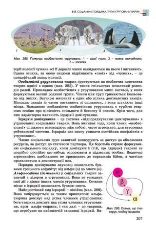 §48. СОЦІАЛЬНА ПОВЕДІНКА. ТИПИ УГРУПОВАНЬ ТВАРИН
Мал. 285. Приклад особистісних угруповань: 1 - сірої гуски; 2 - вовка звичайного;
З косатки
тори колонії чужака всі її дорослі члени накидаються на нього і виганяють.
Єдина ознака, за якою пацюки відрізняють «своїх» від «чужих», - це
специфічний запах колонії.
Особистісні угруповання тварин ґрунтуються на особистих контактах
тварин однієї з одною (мал. 285). У таких спільнотах можливий розпо­
діл ролей. Прикладом особистісних є угруповання миші хатньої, у яких
формуються великі родинні групи. Члени цих груп тримаються ізольова­
но від інших. Батьком мишенят є один або кілька домінантних самців.
Молодих самців із часом виганяють зі спільноти, і вони шукають інші
місця. Важливою особливістю особистісних угруповань є турбота стар­
ших особин про цілісність спільноти й безпеку її членів. Крім того, для
них характерна наявність ієрархії домінування.
Ієрархія домінування - це система «підпорядкування-домінування» в
угрупованні соціальних тварин. Вона виникає тоді, коли члени «особис-
тісної» спільноти взаємодіють між собою, часто агресивно, для створення
рейтингової системи. Ієрархія дає змогу уникати постійних конфліктів в
угрупованні.
Члени соціальних груп зазвичай конкурують за доступ до обмежених
ресурсів, за доступ до статевого партнера. Ця боротьба сприяє формуван­
ню соціального порядку, коли домінуючій (тій, що лідирує) тварині не
потрібно постійно що-небудь оспорювати в підлеглих особин. Водночас
агресивність здебільшого не призводить до справжніх бійок, а частіше
проявляється в демонстрації поз.
Порядок домінування науковці позначають бук­
вами грецького алфавіту: від альфи (а) до омеги (со).
Альфа-особина (домінант) у соціальних тварин за­
звичай є лідером в угрупованні. Вона не узгоджує
свої дії з діями інших членів угруповання. Останнє
місце в ієрархії позначають буквою омега.
Найпростіший вид ієрархії - лінійна (мал. 286).
Вона вибудовується за таким принципом: альфа-
тварина домінує над усіма членами угруповання;
бета-тварина домінує над усіма членами угрупован­
ня, крім альфа-тварини, і так далі - до тварини, Шл 2Ш Схема щ0 ілю_
що перебуває на найнижчій сходинці ієрархії. Ви- струє лінійну ієрархію
207
 