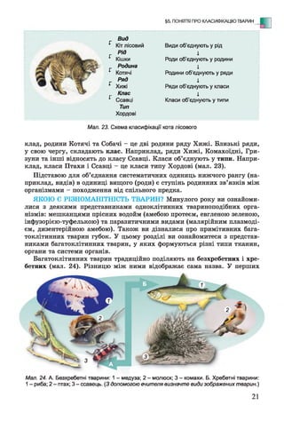 §5. ПОНЯТТЯ ПРО КЛАСИФІКАЦІЮ ТВАРИН - Е
Вид
г Кіт лісовий Види об’єднують у рід
Рід і
г Кішки Роди об’єднують у родини
Родина і
■Г Котячі Родини об'єднують у ряди
Ряд і
г Хижі Ряди об’єднують у класи
Клас і
г Ссавці
Тип
Хордові
Класи об’єднують у типи
Мал. 23. Схема класифікації кота лісового
клад, родини Котячі та Собачі - це дві родини ряду Хижі. Близькі ряди,
у свою чергу, складають клас. Наприклад, ряди Хижі, Комахоїдні, Гри­
зуни та інші відносять до класу Ссавці. Класи об’єднують у типи. Напри­
клад, класи Птахи і Ссавці - це класи типу Хордові (мал. 23).
Підставою для об’єднання систематичних одиниць нижчого рангу (на­
приклад, видів) в одиниці вищого (роди) є ступінь родинних зв’язків між
організмами - походження від спільного предка.
ЯКОЮ Є РІЗНОМАНІТНІСТЬ ТВАРИН? Минулого року ви ознайоми­
лися з деякими представниками одноклітинних твариноподібних орга­
нізмів: мешканцями прісних водойм (амебою протеєм, евгленою зеленою,
інфузорією-туфелькою) та паразитичними видами (малярійним плазмоді­
єм, дизентерійною амебою). Також ви дізналися про примітивних бага­
токлітинних тварин губок. У цьому розділі ви ознайомитеся з представ­
никами багатоклітинних тварин, у яких формуються різні типи тканин,
органи та системи органів.
Багатоклітинних тварин традиційно поділяють на безхребетних і хре­
бетних (мал. 24). Різницю між ними відображає сама назва. У перших
Мал. 24. А. Безхребетні тварини: 1 - медуза; 2 - молюск; 3 - комахи. Б. Хребетні тварини:
1- риба; 2 - птах; 3 - ссавець. (З допомогою вчителя визначте види зображених тварин.)
21
 
