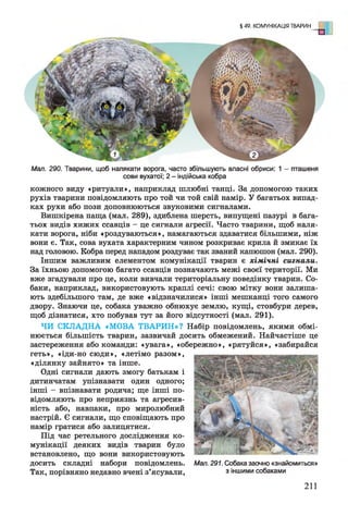 § 49. КОМУНІКАЦІЯ ТВАРИН о
Мал. 290. Тварини, щоб налякати ворога, часто збільшують власні обриси: 1 - пташеня
сови вухатої; 2 - індійська кобра
кожного виду «ритуали», наприклад шлюбні танці. За допомогою таких
рухів тварини повідомляють про той чи той свій намір. У багатьох випад­
ках рухи або пози доповнюються звуковими сигналами.
Вишкірена паща (мал. 289), здиблена шерсть, випущені пазурі в бага­
тьох видів хижих ссавців —це сигнали агресії. Часто тварини, щоб наля­
кати ворога, ніби «роздуваються», намагаються здаватися більшими, ніж
вони є. Так, сова вухата характерним чином розкриває крила й змикає їх
над головою. Кобра перед нападом роздуває так званий капюшон (мал. 290).
Іншим важливим елементом комунікації тварин є хімічні сигнали.
За їхньою допомогою багато ссавців позначають межі своєї території. Ми
вже згадували про це, коли вивчали територіальну поведінку тварин. Со­
баки, наприклад, використовують краплі сечі: свою мітку вони залиша­
ють здебільшого там, де вже «відзначилися» інші мешканці того самого
двору. Знаючи це, собака уважно обнюхує землю, кущі, стовбури дерев,
щоб дізнатися, хто побував тут за його відсутності (мал. 291).
ЧИ СКЛАДНА «МОВА ТВАРИН»? Набір повідомлень, якими обмі­
нюється більшість тварин, зазвичай досить обмежений. Найчастіше це
застереження або команди: «увага», «обережно», «рятуйся», «забирайся
геть», «іди-но сюди», «летімо разом»,
«ділянку зайнято» та інше.
Одні сигнали дають змогу батькам і
дитинчатам упізнавати один одного;
інші - впізнавати родича; ще інші по­
відомляють про неприязнь та агресив­
ність або, навпаки, про миролюбний
настрій. Є сигнали, що сповіщають про
намір гратися або залицятися.
Під час ретельного дослідження ко­
мунікації деяких видів тварин було
встановлено, що вони використовують
досить складні набори повідомлень.
Так, порівняно недавно вчені з’ясували,
Мал. 291. Собака заочно «знайомиться»
з іншими собаками
211
 