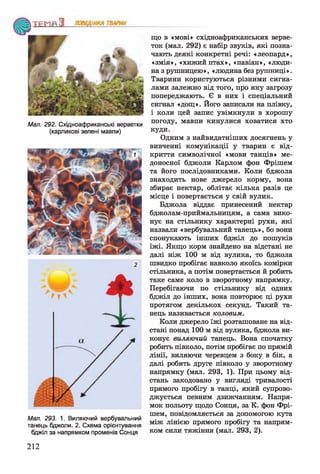 Мал. 292. Східноафриканські вервєтки
(карликові зелені мавпи)
Мал. 293. 1. Виляючий вербувальний
танець бджоли. 2. Схема орієнтування
бджіл за напрямком променів Сонця
що в «мові» східноафриканських верве-
ток (мал. 292) є набір звуків, які позна­
чають деякі конкретні речі: «леопард»,
«змія», «хижий птах», «павіан», «люди­
на з рушницею», «людина без рушниці».
Тварини користуються різними сигна­
лами залежно від того, про яку загрозу
попереджають. Є в них і спеціальний
сигнал «дощ». Його записали на плівку,
і коли цей запис увімкнули в хорошу
погоду, мавпи кинулися ховатися хто
куди.
Одним з найвидатніших досягнень у
вивченні комунікації у тварин є від­
криття символічної «мови танців» ме­
доносної бджоли Карлом фон Фрішем
та його послідовниками. Коли бджола
знаходить нове джерело корму, вона
збирає нектар, облітає кілька разів це
місце і повертається у свій вулик.
Бджола віддає принесений нектар
бджолам-приймальницям, а сама вико­
нує на стільнику характерні рухи, які
назвали «вербувальний танець», бо вони
спонукають інших бджіл до пошуків
їжі. Якщо корм знайдено на відстані не
далі ніж 100 м від вулика, то бджола
швидко пробігає навколо якоїсь комірки
стільника, а потім повертається й робить
таке саме коло в зворотному напрямку.
Перебігаючи по стільнику від одних
бджіл до інших, вона повторює ці рухи
протягом декількох секунд. Такий та­
нець називається коловим.
Коли джерело їжі розташоване на від­
стані понад 100 м від вулика, бджола ви­
конує виляючий танець. Вона спочатку
робить півколо, потім пробігає по прямій
лінії, виляючи черевцем з боку в бік, а
далі робить друге півколо у зворотному
напрямку (мал. 293, 1). При цьому від­
стань закодовано у вигляді тривалості
прямого пробігу в танці, який супрово­
джується певним дзижчанням. Напря­
мок польоту щодо Сонця, за К. фон Фрі­
шем, повідомляється за допомогою кута
між лінією прямого пробігу та напрям­
ком сили тяжіння (мал. 293, 2).
212
 