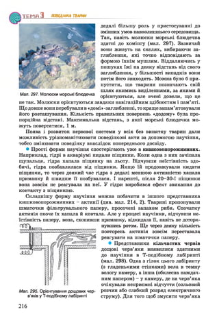 Т Е М П З ПОВЕДІНКА ТВАРИН
дедалі більшу роль у пристосуванні до
змінних умов навколишнього середовища.
Так, навіть молюски морські блюдечка
здатні до хомінгу (мал. 297). Зазвичай
вони живуть на скелях, вибираючи за­
глиблення, які точно відповідають за
формою їхнім мушлям. Віддаляючись у
пошуках їжі на деяку відстань від свого
заглиблення, у більшості випадків вони
потім його знаходять. Можна було б при­
пустити, що тварини позначають свій
шлях якимись виділеннями, за якими й
Мал. 297. Молюски м о р с ь к і блюдечка
н и орієнтуються, але вчені довели, що це
не так. Молюски орієнтуються завдяки навігаційним здібностям і пам’яті.
Що довше вони перебували в «домі» -заглибленні, то кращезапам’ятовували
його розташування. Кількість правильних повернень «додому» була про­
порційна відстані. Максимальна відстань, з якої морські блюдечка мо­
жуть повертатися, 1 м.
Поява і розвиток нервової системи у всіх без винятку тварин дали
можливість урізноманітнювати поведінкові акти за допомогою научіння,
тобто змінювати поведінку внаслідок попереднього досвіду.
• Прості форми научіння спостерігають уже в кишковопорожнинних.
Наприклад, гідрі в акваріумі кидали піщинки. Коли одна з них зачіпала
щупальце, гідра хапала піщинку на льоту. Відчувши неїстівність здо­
бичі, гідра позбавлялася від піщинки. Якщо їй продовжували кидати
піщинки, то через деякий час гідра з дедалі меншою активністю хапала
приманку й швидше її позбувалася. І нарешті, після 20-30-ї піщинки
вона зовсім не реагувала на неї. У гідри виробився ефект звикання до
контакту з піщинкою.
Складнішу форму научіння можна побачити в іншого представника
кишковопорожнинних - актинії (див. мал. 214, 2). Тварині пропонували
шматочки фільтрувального паперу, просочені запахом риби. Спочатку
актинія охоче їх хапала й ковтала. Але у процесі научіння, відчувши не­
їстівність паперу, вона, схопивши приманку, відкидала П, навіть не доторк­
нувшись ротом. Ще через деяку кількість
повторень актинія зовсім переставала
реагувати на шматочки паперу.
• Представники кільчастих червів
дощові черв’яки виявилися здатними
до научіння в Т-подібному лабіринті
(мал. 298). Одна з гілок цього лабіринту
(з гладенькими стінками) вела в темну
вологу камеру, а інша (обклеєна наждач­
ним папером) - у камеру, де на черв’яка
очікували неприємні відчуття (сольовий
розчин або слабкий розряд електричного
струму). Для того щоб змусити черв’яка
Мал. 295. Орієнтування дощових чер­
в’яків у Т-подібному лабіринті
216
 