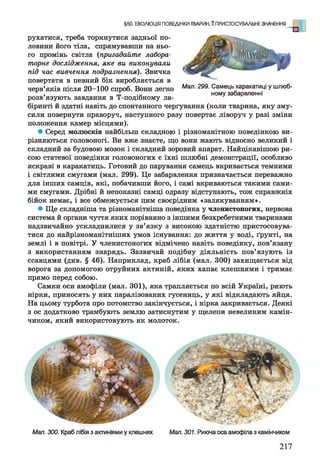 рухатися, треба торкнутися задньої по­
ловини його тіла, спрямувавши на ньо­
го промінь світла (пригадайте лабора­
торне дослідження, яке ви виконували
під час вивчення подразнення). Звичка
повертати в певний бік виробляється в
черв’яків після 20-100 спроб. Вони легко
розв’язують завдання в Т-подібному ла­
біринті й здатні навіть до спонтанного чергування (коли тварина, яку зму­
сили повернути праворуч, наступного разу повертає ліворуч у разі зміни
положення камер місцями).
* Серед молюсків найбільш складною і різноманітною поведінкою ви­
різняються головоногі. Ви вже знаєте, що вони мають відносно великий і
складний за будовою мозок і складний зоровий апарат. Найцікавішою ри­
сою статевої поведінки головоногих є їхні шлюбні демонстрації, особливо
яскраві в каракатиць. Готовий до парування самець вкривається темними
і світлими смугами (мал. 299). Це забарвлення призначається переважно
для інших самців, які, побачивши його, і самі вкриваються такими сами­
ми смугами. Дрібні й непоказні самці одразу відступають, тож справжніх
бійок немає, і все обмежується цим своєрідним «залякуванням».
• Ще складніша та різноманітніша поведінка у членистоногих, нервова
система й органи чуття яких порівняно з іншими безхребетними тваринами
надзвичайно ускладнилися у зв’язку з високою здатністю пристосовува­
тися до найрізноманітніших умов існування: до життя у воді, ґрунті, на
землі і в повітрі. У членистоногих відмічено навіть поведінку, пов’язану
з використанням знарядь. Зазвичай подібну діяльність пов’язують із
ссавцями (див. § 46). Наприклад, краб лібія (мал. 300) захищається від
ворога за допомогою отруйних актиній, яких хапає клешнями і тримає
прямо перед собою.
Самки оси амофіли (мал. 301), яка трапляється по всій Україні, риють
нірки, приносять у них паралізованих гусениць, у які відкладають яйця.
На цьому турбота про потомство закінчується, і нірка закривається. Деякі
з ос додатково трамбують землю затиснутим у щелепи невеликим камін­
чиком, який використовують як молоток.
§50. ЕВОЛЮЦІЯ ПОВЕДІНКИ ТВАРИН, ППРИСТОСУВАЛЬНЕ ЗНАЧЕННЯ ^
Мал. 299. Самець каракатиці у шлюб­
ному забарвленні
Мал. 301. Риюча оса амофіла з камінчикомМал. 300. Краб лібія з актиніями у клешнях
217
 