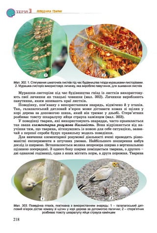 Т Е М Я З ПОВЕДІНКА ТВАРИН
Мал. 302.1. Стягування шматочків листків під час будівництва гнізда мурашками-листорізами.
2. Мурашка-листоріз використовує личинку, яка виробляє павутиння, для зшивання листків
Мурашки-листорізи під час будівництва гнізд із листків використову­
ють свої личинки як ткацькі човники (мал. 302). Личинки виробляють
павутиння, яким зшивають краї листків.
Поведінку, пов’язану з використанням знарядь, відмічено й у птахів.
Так, галапагоський дятловий в’юрок може діставати комах зі щілин у
корі дерева за допомогою шипа, який він тримає у дзьобі. Стерв’ятник
розбиває товсту шкаралупу яйця страуса камінцем (мал. 303).
У поведінці тварин, які використовують знаряддя, часто проявляється
так звана елементарна розумова діяльність. Вона відрізняється від на-
учіння тим, що тварина, зіткнувшись із новою для себе ситуацією, зазви­
чай з першої спроби будує правильну модель поведінки.
Для вивчення елементарної розумової діяльності вчені проводять різно­
манітні експерименти в штучних умовах. Найбільшого поширення набув
дослід із ширмою. Встановлюється велика непрозора ширма з вертикальною
щілиною посередині. З одного боку ширми поміщається тварина, з другого -
дві однакові годівниці, одна з яких містить корм, а друга порожня. Тварина
Мал. 303. Поведінка птахів, пов’язана з використанням знарядь: 1 - галапагоський дят­
ловий в'юрок дістає комаху зі щілин у корі дерева за допомогою палички; 2 - стерв’ятник
розбиває товсту шкаралупу яйця страуса камінцем
 