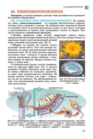 §6. КИШКОВОПОРОЖНИННІ
Пригадайте, які вакуолі називають травними. Яким організмам вони притаманні?
Які особливості будови губок?
ЯКІ ХАРАКТЕРНІ РИСИ КИШКОВОПОРОЖНИННИХ? На відміну
від губок, кишковопорожнинні - це справжні багатоклітинні тварини,
клітини яких утворюють тканини. За особливостями зовнішньої будови
та способом життя кишковопорожнинних ділять на дві групи, пов’язані
з пристосуванням до певних умов проживання: поліпи та медузи. Такі
групи називають життєвими формами.
• Поліпи, наприклад гідра, актинії, мадрепорові корали, ведуть
прикріплений або малорухливий спосіб життя. їхнє тіло нагадує мішок, на
верхньому полюсі якого розташований ротовий
отвір, оточений щупальцями (мал. 26, 1).
• Медузи, на відміну від поліпів, ведуть
рухливий спосіб життя. їхнє тіло нагадує па­
расольку, по краях якої розташовані численні
щупальця (мал. 26, 2). Одна частина парасоль­
ки опукла, інша - увігнута. У центрі ввігнутої
частини розташоване ротове стебельце з рото­
вим отвором на верхівці. Медузи активно пла­
вають у товщі води.
З особливостями будови поліпів ознайоми­
мося на прикладі гідри (мал. 27). У прісних
водоймах України мешкають різні види гідр,
їх можна побачити на підводних предметах,
до яких гідра прикріплюється підошвою. Це
основа нижньої частини тіла гідри —стебель­
ця, що діє як присосок. На протилежному по- Мал. 26. Різні життєві форми
люсі тіла розташований ротовий отвір, оточе- кишковопорожнинних: 1 - по­
ний щупальцями. ліп' 2" меДУза
§6. КИШКОВОПОРОЖНИННІ - Е
Мал. 27. А. Схема будови гідри: 1- стебельце, яке завершується розширенням - підошвою;
2 - ротовий отвір; 3 - щупальця. Б. Типи клітин гідри: 1 - жалкі (а - жалка нитка всередині
клітини, б - жалка нитка викидається назовні); 2 - проміжні; 3 - міжклітинна речовина;
4 - шкірно-м’язові; 5 - травні; 6 - нервові; 7 - залозисті
23
 
