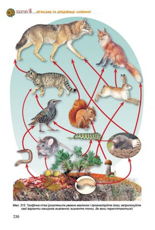 Мал. 315. Трофічна сітка {розгляньте уважно малюнок І проаналізуйте його; запропонуйте
свої варіанти ланцюгів живлення; визначте точки, де вони переплітаються)
230
 