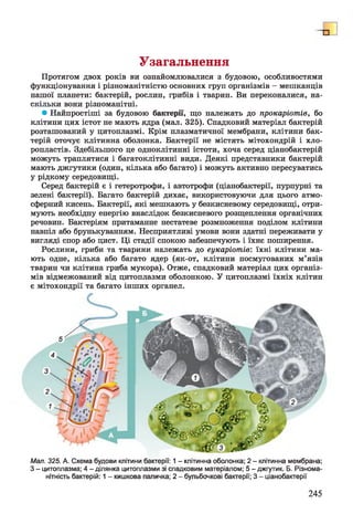 У загальнення
Протягом двох років ви ознайомлювалися з будовою, особливостями
функціонування і різноманітністю основних груп організмів —мешканців
нашої планети: бактерій, рослин, грибів і тварин. Ви переконалися, на­
скільки вони різноманітні.
• Найпростіші за будовою бактерії, що належать до прокаріотів, бо
клітини цих істот не мають ядра (мал. 325). Спадковий матеріал бактерій
розташований у цитоплазмі. Крім плазматичної мембрани, клітини бак­
терій оточує клітинна оболонка. Бактерії не містять мітохондрій і хло­
ропластів. Здебільшого це одноклітинні істоти, хоча серед ціанобактерій
можуть траплятися і багатоклітинні види. Деякі представники бактерій
мають джгутики (один, кілька або багато) і можуть активно пересуватись
у рідкому середовищі.
Серед бактерій є і гетеротрофи, і автотрофи (ціанобактерії, пурпурні та
зелені бактерії). Багато бактерій дихає, використовуючи для цього атмо­
сферний кисень. Бактерії, які мешкають у безкисневому середовищі, отри­
мують необхідну енергію внаслідок безкисневого розщеплення органічних
речовин. Бактеріям притаманне нестатеве розмноження поділом клітини
навпіл або брунькуванням. Несприятливі умови вони здатні переживати у
вигляді спор або цист. Ці стадії спокою забезпечують і їхнє поширення.
Рослини, гриби та тварини належать до еукаріотів: їхні клітини ма­
ють одне, кілька або багато ядер (як-от, клітини посмугованих м’язів
тварин чи клітина гриба мукора). Отже, спадковий матеріал цих організ­
мів відмежований від цитоплазми оболонкою. У цитоплазмі їхніх клітин
є мітохондрії та багато інших органел.
Мал. 325. А. Схема будови клітини бактерії: 1 - клітинна оболонка; 2 - клітинна мембрана;
З - цитоплазма; 4 - ділянка цитоплазми зі спадковим матеріалом; 5 - джгутик. Б. Різнома­
нітність бактерій: 1 - кишкова паличка; 2 - бульбочкові бактерії; 3 - ціанобактерії
245
 