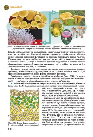 Мал. 329. Різноманітність грибів: А - одноклітинні: 1- дріжджі; 2 - мукор. Б - багатоклітинні
(,користуючись здобутими знаннями, назвіть зображені багатоклітинні гриби)
В їхніх клітинах відсутні хлоропласти, і тому до фотосинтезу вони не здатні.
Але, на відміну від більшості тварин, справжні гриби здатні вбирати
лише розчини поживних речовин і не можуть споживати тверді частки.
У цитоплазмі клітин грибів (як і рослин) можуть бути вакуолі, заповнені
клітинним соком. Якщо в клітинах зелених водоростей і вищих рослин
відкладається запасний вуглевод крохмаль, то у грибів, так само як і в
багатоклітинних тварин, - глікоген.
Розмножуються гриби переважно спорами, відокремленням ділянок
грибниці, одноклітинні - брунькуванням та поділом клітини навпіл. Для
грибів також характерні різні форми статевого процесу.
Особливою групою справжніх грибів є лишайники (мал. 330). Це комп­
лекси різних за походженням організмів: гриба та водорості або ціанобак­
терії, - пов’язаних між собою взаємовигідними зв’язками.
* Клітини багатоклітинних тварин не мають щільної клітинної оболонки
(див. мал. 4. В). Над плазматичною мембраною у них розташований тонень­
кий шар, утворений з органічних речо­
вин, - глікокалікс (див. мал. 5). У кліти­
нах тварин відсутні вакуолі з клітинним
соком, вони не містять хлоропластів.
Минулого року ви ознайомилися з різ­
ними представниками одноклітинних тва­
риноподібних організмів (амеба протей,
евглена зелена, інфузорія-туфелька, ма­
лярійний плазмодій, дизентерійна амеба)
(мал. 331). Клітина цих істот є самостій­
ним організмом, який здійснює всі жит­
тєві функції, що й організм багатоклі­
тинних істот. Тому в них трапляються
органели, яких зазвичай не буває в кліти­
нах багатоклітинних тварин. Наприклад,
скоротлива вакуоля (у прісноводних ви-
Мал. 330. Схема будови лишайнику:
1- клітини фиба; 2 - клітини водорості
248
 