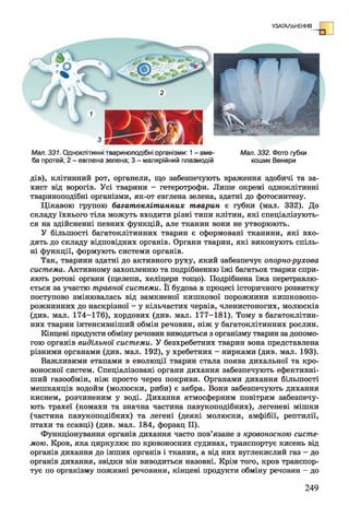 УЗАГАЛЬНЕННЯ
Мал. 331. Одноклітинні твариноподібні організми: 1-аме- Мал. 332. Фото губки
ба протей; 2 - евглена зелена; 3 - малярійний плазмодій кошик Венери
дів), клітинний рот, органели, що забезпечують враження здобичі та за­
хист від ворогів. Усі тварини - гетеротрофи. Лише окремі одноклітинні
твариноподібні організми, як-от евглена зелена, здатні до фотосинтезу.
Цікавою групою багатоклітинних тварин є губки (мал. 332). До
складу їхнього тіла можуть входити різні типи клітин, які спеціалізують­
ся на здійсненні певних функцій, але тканин вони не утворюють.
У більшості багатоклітинних тварин є сформовані тканини, які вхо­
дять до складу відповідних органів. Органи тварин, які виконують спіль­
ні функції, формують системи органів.
Так, тварини здатні до активного руху, який забезпечує опорно-рухова
система. Активному захопленню та подрібненню їжі багатьох тварин спри­
яють ротові органи (щелепи, хеліцери тощо). Подрібнена їжа перетравлю­
ється за участю травної системи. Її будова в процесі історичного розвитку
поступово змінювалась від замкненої кишкової порожнини кишковопо­
рожнинних до наскрізної - у кільчастих червів, членистоногих, молюсків
(див. мал. 174-176), хордових (див. мал. 177-181). Тому в багатоклітин­
них тварин інтенсивніший обмін речовин, ніж у багатоклітинних рослин.
Кінцеві продукти обміну речовин виводяться з організму тварин задопомо­
гою органів видільної системи. У безхребетних тварин вона представлена
різними органами (див. мал. 192), у хребетних - нирками (див. мал. 193).
Важливими етапами в еволюції тварин стала поява дихальної та кро­
воносної систем. Спеціалізовані органи дихання забезпечують ефективні­
ший газообмін, ніж просто через покриви. Органами дихання більшості
мешканців водойм (молюски, риби) є зябра. Вони забезпечують дихання
киснем, розчиненим у воді. Дихання атмосферним повітрям забезпечу­
ють трахеї (комахи та значна частина павукоподібних), легеневі мішки
(частина павукоподібних) та легені (деякі молюски, амфібії, рептилії,
птахи та ссавці) (див. мал. 184, форзац II).
Функціонування органів дихання часто пов’язане з кровоносною систе­
мою. Кров, яка циркулює по кровоносних судинах, транспортує кисень від
органів дихання до інших органів і тканин, а від них вуглекислий газ - до
органів дихання, звідки він виводиться назовні. Крім того, кров транспор­
тує по організму поживні речовини, кінцеві продукти обміну речовин —до
249
 