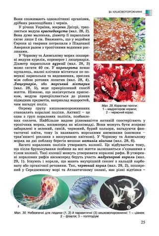 Вони споживають одноклітинні організми,
дрібних ракоподібних і червів.
У річках України, зокрема Дніпрі, трап­
ляється медуза краспедакустл (мал. 28, 2).
Вона дуже маленька, діаметр її парасольки
сягає лише 2 см. Вважають, що у водойми
Європи ці тварини потрапили з Південної
Америки разом з тропічними водними рос­
линами.
У Чорному та Азовському морях пошире­
ні медузи аурелія, коренерот і люцернарія.
Діаметр парасольки аурелїі (мал. 28, 3)
може сягати 40 см. У коренерота немає
щупалець, жалкі клітини містяться по по­
верхні парасольки та видовжених, зрослих
між собою ротових лопатях (мал. 28, 4).
Люцернарія, або морський ліхтарик
(мал. 28, 5), веде прикріплений спосіб
життя. Ніжкою, що закінчується присос­
ком, медуза прикріплюється до різних
підводних предметів, наприклад водоростей,
чим нагадує поліп.
Окрему групу кишковопорожнинних
становлять коралові поліпи. Актинії - це
одна з груп коралових поліпів, позбавле­
них скелета. Найбільше видове різноманіття актиній спостерігають у
тропічних морях, насамперед на мілководді. Вони можуть бути яскраво
забарвлені в зелений, синій, червоний, бурий кольори, нагадуючи фан­
тастичні квіти, тому їх називають морськими анемонами (анемони -
трав’янисті рослини з вишуканою квіткою). У Чорному та Азовському
морях на дні поблизу берегів мешкає актинія кінська (мал. 28, 6).
Багато коралових поліпів утворюють колонії. Це відбувається тому,
що після брунькування особини на все життя залишаються з’єднаними з
тілом колонії. Такі колонії можуть утворювати коралові рифи. В утворен­
ні коралових рифів насамперед беруть участь мадрепорові корали (мал.
29, 1). Існують і корали, що мають внутрішній скелет з кальцій карбо­
нату або органічної речовини. Так, червоний корал (мал. 29, 2), пошире­
ний у Середземному морі та Атлантичному океані, має різні відтінки -
§6. КИШКОВОПОРОЖНИННІ
Мал. 29. Коралові поліпи:
1- мадрепорові корали;
2 - червоний корал
Мал. ЗО. Небезпечні для ліодини (1, 2) й паразитичні (3) кишковопорожнинні: 1 - ціанея;
2 - фізалія; 3 - поліпрдіум
 