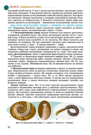 рухливий спосіб життя. У них є органи дотику (вусики, щупальця), нюху,
зору (очі), рівноваги. У мешканців ґрунтів, наприклад дощових черв’яків,
спеціалізовані органи чуттів розвинені слабо або взагалі відсутні. їхні функ­
ції виконують нервові закінчення в покривах (пригадайте реакцію дощо­
вого черв’яка на подразнення). У більшості кільчастих червів добре роз­
винена здатність до регенерації - відновлення пошкоджених частин тіла.
ЯКА РОЛЬ КІЛЬЧАСТИХ ЧЕРВІВ У ПРИРОДІ ТА ЖИТТІ ЛЮДИ­
НИ? Переважна більшість видів кільчастих червів належить до багато-
щетинкових червів, малощетинкових червів і п’явок.
• У багатощетинкових червів передні сегменти тіла можуть зростатись,
утворюючи головний відділ. На ньому розташовані органи чуття і рото­
вий отвір. З боків сегментів тулуба часто розташовані мускульні лопаті -
своєрідні органи руху (знайдіть їх на малюнку 33). Вони слугують для
повзання чи плавання. На них розміщені численні довгі щетинки (що й
дало назву класу), а іноді - й органи дихання - зябра.
Багатощетинкові черви поширені переважно в морях, населяючи різні
глибини. Серед них є хижі, рослиноїдні чи всеїдні тварини та види, які
живляться дрібними організмами, відціджуючи їх з води. Такі види нази­
вають фільтраторами. Деякі з придонних форм будують власні схованки.
У Чорному та Азовському морях мешкають переїси (мал. 33, 1), якими
живляться цінні промислові риби, зокрема осетрові. Деяких з багатоще­
тинкових червів, наприклад тихоокеанського палоло (мал. 33, 2), спо­
живає в їжу людина. Піскожилів (мал. 33, 3) використовують як живців
для рибалки.
• Малощетинкові черви поширені переважно в ґрунті та прісних водой­
мах. Пересуваються вони за рахунок почергових скорочень різних шарів
м’язів шкірно-м’язового мішка. На певних сегментах тіла статевозрілих
особин є розширення - поясок (мал. 34, 1, а). Його залози виділяють
слиз, з якого формується оболонка кокона. У коконі під час розмноження
розташовані яйця, а також містяться поживні речовини, потрібні для
розвитку зародка.
Дощові черв’яки (мал. 34, 1) та інші ґрунтові малощетинкові черви
відіграють надзвичайно важливу роль у процесах ґрунтоутворення. Про­
кладаючи довгі ходи, вони забезпечують перемішування та розпушення
ґрунту. Це поліпшує проникнення повітря та води до кореневої системи
рослин. Дощові черв’яки живляться відмерлими рештками рослин, за­
тягуючи їх у свої ходи, і тим збагачують ґрунт органічними речовинами.
ТЕМП 1________________
Мал. 33. Багатощетинкові черви: 1 - нереїс; 2 - палоло; 3 - ліскожил
28
 