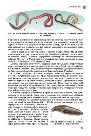 §7. КІЛЬЧАСТІ ЧЕРВИ
- С
Мал. 34. Малощетинкові черви: 1 - дощовий черв’як (а - поясок); 2 - ейзенія пахуча;
З - трубочник
У процесі перетравлення рослинних решток в їхньому кишечнику форму­
ються органічні речовини, з яких утворюється родючий гумусовий шар
ґрунту. Свою назву дощові черв’яки дістали тому, що після дощів, коли
вода заливає їхні ходи, багато цих тварин виповзають на поверхню через
нестачу кисню у вологому ґрунті.
Один з видів дощових черв’яків - ейзенія пахуча (мал. 34, 2) часто
трапляється в купах гною чи компосту (органічне добриво - суміш гною
та опалого листя). Ейзенія переробляє органіку на високоефективне
добриво (біогумус). Учені штучно створили високопродуктивну породу
ейзенії - каліфорнійський червоний черв.
Дощові черв’яки потребують охорони. їхня чисельність скорочується
внаслідок надмірного використання мінеральних добрив та отрутохіміка­
тів. Ейзенія Гордеева, вид, що поширений на території Дніпропетровської
та Запорізької областей, занесений до Червоної книги України.
У прісних водоймах України поширені невеликі черви завдовжки
2-5 см - трубочники (мал. 34, 3). їх так назвали тому, що навколо зад­
ньої частини тіла, яка висувається над ґрунтом, вони утворюють гнучку
захисну трубку з мулових часток, склеєних слизом. Трубочників часто
використовують як корм для акваріумних риб. Пропускаючи крізь свій
кишечник донний мул, трубочники розкладають органічні сполуки. Тому
вчені рекомендують використовувати цих тварин для очищення стічних
вод, забруднених органікою.
• П’явки поширені переважно у прісних водоймах і морях, але трап­
ляються й на суходолі. Серед них є хижаки, які живляться дрібними
тваринами (молюсками, червами тощо), кровосисні види та паразити.
На передньому та задньому кінцях тіла в п’явок розташовані два при­
соски: ротовий та задній (мал. 35, 1, 2). За допомогою присосків п’явки
пересуваються. Мешканці водойм та­
кож плавають, хвилеподібно вигинаю­
чи тіло. У водоймах України трапля­
ється медична п’явка (мал. 35). Вона
належить до кровосисних видів. У ро­
товому присоску є три щелепи, вкри­
ті дрібними зубчиками. Ними п’явка
прорізає шкіру тварин чи людини й
через ранки висмоктує кров. До складу
29
 