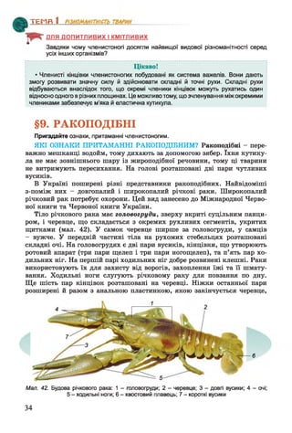 ДЛЯ ДОПИТЛИВИХ І КМІТЛИВИХ
Завдяки чому членистоногі досягли найвищої видової різноманітності серед
усіх інших організмів?
Цікаво!
• Членисті кінцівки членистоногих побудовані як система важелів. Вони дають :
змогу розвивати значну силу й здійснювати складні й точні рухи. Складні рухи
відбуваються внаслідок того, що окремі членики кінцівок можуть рухатись один
відносно одного в різних площинах. Це можливо тому, що зчленування між окремими
члениками забезпечує м’яка й еластична кутикула.
§9. РАКОПОДІБНІ
Пригадайте ознаки, притаманні членистоногим.
ЯКІ ОЗНАКИ ПРИТАМАННІ РАКОПОДІБНИМ? Ракоподібні - пере­
важно мешканці водойм, тому дихають за допомогою зябер. їхня кутику­
ла не має зовнішнього шару із жироподібної речовини, тому ці тварини
не витримують пересихання. На голові розташовані дві пари чутливих
вусиків.
В Україні поширені різні представники ракоподібних. Найвідоміші
з-поміж них - довгопалий і широкопалий річкові раки. Широкопалий
річковий рак потребує охорони. Цей вид занесено до Міжнародної Черво­
ної книги та Червоної книги України.
Тіло річкового рака має головогруди, зверху вкриті суцільним панци­
ром, і черевце, що складається з окремих рухливих сегментів, укритих
щитками (мал. 42). У самок черевце ширше за головогруди, у самців
- вужче. У передній частині тіла на рухомих стебельцях розташовані
складні очі. На головогрудях є дві пари вусиків, кінцівки, що утворюють
ротовий апарат (три пари щелеп і три пари ногощелеп), та п’ять пар хо­
дильних ніг. На першій парі ходильних ніг добре розвинені клешні. Раки
використовують їх для захисту від ворогів, захоплення їжі та її шмату­
вання. Ходильні ноги слугують річковому раку для повзання по дну.
Ще шість пар кінцівок розташовані на черевці. Ніжки останньої пари
розширені й разом з анальною пластинкою, якою закінчується черевце,
ТЕМП 1________________
6
Мал. 42. Будова річкового рака: 1 - головогруди; 2 - черевце; 3 - довгі вусики; 4 - очі;
5 - ходильні ноги; 6 - хвостовий плавець; 7 - короткі вусики
34
 