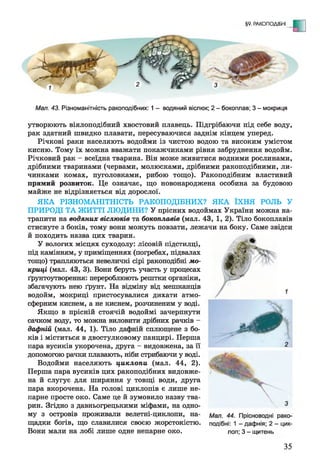 §9. РАКОПОДІБНІ - Е
з
Мал. 43. Різноманітність ракоподібних: 1 - водяний віслюк; 2 - бокоплав; 3 - мокриця
утворюють віялоподібний хвостовий плавець. Підгрібаючи під себе воду,
рак здатний швидко плавати, пересуваючися заднім кінцем уперед.
Річкові раки населяють водойми із чистою водою та високим умістом
кисню. Тому їх можна вважати покажчиками рівня забруднення водойм.
Річковий рак - всеїдна тварина. Він може живитися водними рослинами,
дрібними тваринами (червами, молюсками, дрібними ракоподібними, ли­
чинками комах, пуголовками, рибою тощо). Ракоподібним властивий
прямий розвиток. Це означає, що новонароджена особина за будовою
майже не відрізняється від дорослої.
ЯКА РІЗНОМАНІТНІСТЬ РАКОПОДІБНИХ? ЯКА ЇХНЯ РОЛЬ У
ПРИРОДІ ТА ЖИТТІ ЛЮДИНИ? У прісних водоймах України можна на­
трапити на водяних віслюків та бокоплавів (мал. 43, 1, 2). Тіло бокоплавів
стиснуте з боків, тому вони можуть повзати, лежачи на боку. Саме звідси
й походить назва цих тварин.
У вологих місцях суходолу: лісовій підстилці,
під камінням, у приміщеннях (погребах, підвалах
тощо) трапляються невеличкі сірі ракоподібні мо­
криці (мал. 43, 3). Вони беруть участь у процесах
ґрунтоутворення: перероблюють рештки органіки,
збагачують нею ґрунт. На відміну від мешканців
водойм, мокриці пристосувалися дихати атмо­
сферним киснем, а не киснем, розчиненим у воді.
Якщо в прісній стоячій водоймі зачерпнути
сачком воду, то можна виловити дрібних рачків -
дафній (мал. 44, 1). Тіло дафній сплющене з бо­
ків і міститься в двостулковому панцирі. Перша
пара вусиків укорочена, друга - видовжена, за її
допомогою рачки плавають, ніби стрибаючи у воді.
Водойми населяють циклопи (мал. 44, 2).
Перша пара вусиків цих ракоподібних видовже­
на й слугує для ширяння у товщі води, друга
пара вкорочена. На голові циклопів є лише не­
парне просте око. Саме це й зумовило назву тва­
рин. Згідно з давньогрецькими міфами, на одно­
му з островів проживали велетні-циклопи, на­
щадки богів, що славилися своєю жорстокістю.
Вони мали на лобі лише одне непарне око. лоп; 3- щитень
35
 