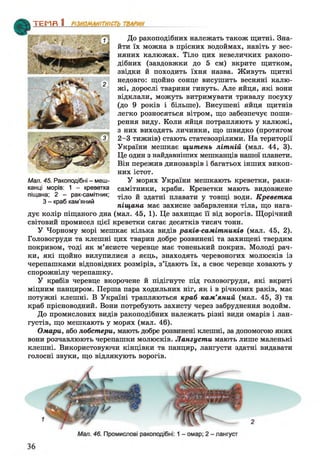 До ракоподібних належать також щитні. Зна­
йти їх можна в прісних водоймах, навіть у вес­
няних калюжах. Тіло цих невеличких ракопо­
дібних (завдовжки до 5 см) вкрите щитком,
звідки й походить їхня назва. Живуть щитні
недовго: щойно сонце висушить весняні калю­
жі, дорослі тварини гинуть. Але яйця, які вони
відклали, можуть витримувати тривалу посуху
(до 9 років і більше). Висушені яйця щитнів
легко розносяться вітром, що забезпечує поши­
рення виду. Коли яйця потрапляють у калюжі,
з них виходять личинки, що швидко (протягом
2-3 тижнів) стають статевозрілими. На території
України мешкає щитень літній (мал. 44, 3).
Це один з найдавніших мешканців нашої планети.
Він пережив динозаврів і багатьох інших викоп­
них істот.
У морях України мешкають креветки, раки-
самітники, краби. Креветки мають видовжене
тіло й здатні плавати у товщі води. Креветка
піщана має захисне забарвлення тіла, що нага­
дує колір піщаного дна (мал. 45, 1). Це захищає її від ворогів. Щорічний
світовий промисел цієї креветки сягає десятків тисяч тонн.
У Чорному морі мешкає кілька видів раків-самітників (мал. 45, 2).
Головогруди та клешні цих тварин добре розвинені та захищені твердим
покривом, тоді як м’ясисте черевце має тоненький покрив. Молоді рач­
ки, які щойно вилупилися з яєць, знаходять черевоногих молюсків із
черепашками відповідних розмірів, з’їдають їх, а своє черевце ховають у
спорожнілу черепашку.
У крабів черевце вкорочене й підігнуте під головогруди, які вкриті
міцним панциром. Перша пара ходильних ніг, як і в річкових раків, має
потужні клешні. В Україні трапляються краб кам’яний (мал. 45, 3) та
краб прісноводний. Вони потребують захисту через забруднення водойм.
До промислових видів ракоподібних належать різні види омарів і лан­
густів, що мешкають у морях (мал. 46).
Омари, або лобстери, мають добре розвинені клешні, за допомогою яких
вони розчавлюють черепашки молюсків. Лангусти мають лише маленькі
клешні. Використовуючи кінцівки та панцир, лангусти здатні видавати
голосні звуки, що відлякують ворогів.
ТЕМП 1________________
Мал. 45. Ракоподібні - меш­
канці морів: 1 - креветка
піщана; 2 - рак-самітник;
З - краб кам’яний
 