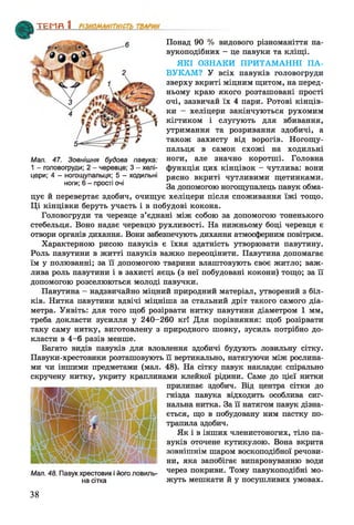 Понад 90 % видового різноманіття па­
вукоподібних - це павуки та кліщі.
ЯКІ ОЗНАКИ ПРИТАМАННІ ПА­
ВУКАМ? У всіх павуків головогруди
зверху вкриті міцним щитом, на перед­
ньому краю якого розташовані прості
очі, зазвичай їх 4 пари. Ротові кінців­
ки - хеліцери закінчуються рухомим
кігтиком і слугують для вбивання,
утримання та розривання здобичі, а
також захисту від ворогів. Ногощу-
пальця в самок схожі на ходильні
ноги, але значно коротші. Головна
функція цих кінцівок - чутлива: вони
рясно вкриті чутливими щетинками.
За допомогою ногощупалець павук обма­
цує й перевертає здобич, очищує хеліцери після споживання їжі тощо.
Ці кінцівки беруть участь і в побудові кокона.
Головогруди та черевце з’єднані між собою за допомогою тоненького
стебельця. Воно надає черевцю рухливості. На нижньому боці черевця є
отвори органів дихання. Вони забезпечують дихання атмосферним повітрям.
Характерною рисою павуків є їхня здатність утворювати павутину.
Роль павутини в житті павуків важко переоцінити. Павутина допомагає
їм у полюванні; за її допомогою тварини влаштовують своє житло; важ­
лива роль павутини і в захисті яєць (з неї побудовані кокони) тощо; за її
допомогою розселюються молоді павучки.
Павутина - надзвичайно міцний природний матеріал, утворений з біл­
ків. Нитка павутини вдвічі міцніша за стальний дріт такого самого діа­
метра. Уявіть: для того щоб розірвати нитку павутини діаметром 1 мм,
треба докласти зусилля у 240-260 кг! Для порівняння: щоб розірвати
таку саму нитку, виготовлену з природного шовку, зусиль потрібно до­
класти в 4-6 разів менше.
Багато видів павуків для вловлення здобичі будують ловильну сітку.
Павуки-хрестовики розташовують її вертикально, натягуючи між рослина­
ми чи іншими предметами (мал. 48). На сітку павук накладає спірально
скручену нитку, укриту краплинами клейкої рідини. Саме до цієї нитки
прилипає здобич. Від центра сітки до
гнізда павука відходить особлива сиг­
нальна нитка. За її натягом павук дізна­
ється, що в побудовану ним пастку по­
трапила здобич.
Як і в інших членистоногих, тіло па­
вуків оточене кутикулою. Вона вкрита
зовнішнім шаром воскоподібної речови­
ни, яка запобігає випаровуванню води
через покриви. Тому павукоподібні мо­
жуть мешкати й у посушливих умовах.
ТЕМП 1________________
Мал. 48. Павукхрестовик і його ловиль­
на сітка
Мал. 47. Зовнішня будова павука:
1 - головогруди; 2 - черевце; 3 - хелі­
цери; 4 - ногощупальця; 5 - ходильні
ноги; 6 - прості очі
38
 