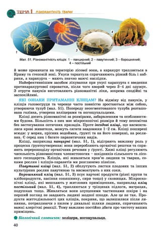 Мал. 51. Різноманітність кліщів: 1 - панцирний; 2 - павутинний; 3 - борошняний;
4 - постільний
й може проникати на територію лісової зони, а каракурт трапляється в
Криму та степовій зоні. Укуси тарантула спричинюють різкий біль і наб­
ряки, а каракурта - мають значно важчі наслідки.
Найефективнішим засобом лікування при укусі каракурта є введення
протикаракуртової сироватки, після чого хворий через 3-4 дні одужує.
З отрути павуків виготовляють різноманітні ліки, зокрема снодійні та
заспокійливі.
ЯКІ ОЗНАКИ ПРИТАМАННІ КЛІЩАМ? На відміну від павуків, у
кліщів головогруди та черевце часто повністю зростаються між собою,
утворюючи тулуб (мал. 51). Попереду несегментованого тулуба розташо­
вана голівка, утворена хеліцерами та ногощупальцями.
Кліщі досить різноманітні за розмірами, забарвленням та особливостя­
ми будови. Більшість з них має мікроскопічні розміри й тому непомітна
без застосування оптичних приладів. Проте іксодові кліщі, що насмокта­
лися крові живителя, можуть сягати завдовжки 1-2 см. Кліщі поширені
всюди: у морях, прісних водоймах, ґрунті та на його поверхні, на росли­
нах. Є серед них і багато паразитичних видів.
Кліщі, наприклад панцирні (мал. 51, 1), відіграють важливу роль у
процесах ґрунтоутворення: вони переробляють органічні рештки та спри­
яють перерозподілу органічних речовин у ґрунті. Хижі кліщі регулюють
чисельність різноманітних членистоногих - шкідників сільського та лісо­
вого господарств. Кліщів, які живляться кров’ю людини та тварин, со­
ками рослин і кліщів-паразитів ми розглянемо пізніше.
Павутинні кліщі (мал. 51, 2) обплутують листки плодових та інших
культурних рослин павутиною та висмоктують з них соки.
Борошняний кліщ (мал. 51, 3) псує харчові продукти (різні крупи та
хлібопродукти, насіння соняшнику, сири тощо) у сховищах. Мікроско­
пічні кліщі, які мешкають у житлових приміщеннях, наприклад кліщ
постільний (мал. 51, 4), трапляються у тріщинах підлоги, матрацах,
подушках тощо. Живляться вони злущеними частинками шкіри і на
перший погляд не завдають людині жодної шкоди. Але це не так. Про­
дукти життєдіяльності цих кліщів, покриви, що залишилися після ли­
няння, потрапляючи з пилом у дихальні шляхи людини, спричиняють
важкі алергічні реакції. Тому важливо постійно дбати про чистоту ваших
приміщень.
Ф Біологічний словничок: хеліцери, ногощупальця.
40
 