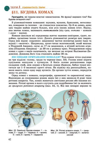 ТЕМЯ 1________________
§11. БУДОВА КОМАХ
Пригадайте, які покриви властиві членистоногим. Які функції жирового тіла? Яка
будова складного ока?
З різноманітними комахами: жуками, мухами, бджолами, метелика­
ми, комарами та іншими - ви стикаєтеся повсякчас. Це й не дивно, адже
цих тварин майже втричі більше, ніж усіх інших живих істот. Науку,
яка вивчає комах, називають ентомологія (від грец. ентома - комахи
і логос - наука).
Комахи заселили всі середовища життя: наземно-повітряне, ґрунт, во­
дойми, організми інших істот. Досить різноманітні розміри цих тварин.
Серед них відомі «карлики» завдовжки частки міліметра (деякі їздці та
жуки) і «велетні». Наприклад, вусач-титан велетенський, який мешкає
в Південній Америці, сягає до 17 см завдовжки, а нічний метелик агри-
піна (Південна Америка) - до ЗО см у розмаху крил. Рекордсменом серед
комах є один з видів паличників, що мешкає на острові Калімантан (Ін­
донезія). Довжина його тіла становить майже 36 см.
ЯКІ ОЗНАКИ ПРИТАМАННІ КОМАХАМ? Тіло комах чітко поділене
на три відділи: голову, груди та черевце (мал. 53). Голова зовні вкрита
суцільною капсулою з кутикули. З боків голови розташована пара
складних очей, між якими в багатьох комах (бджоли, бабки тощо) міс­
тяться ще 1-3 маленькі прості вічка. На відміну від ракоподібних, ко­
махи мають лише одну пару вусиків. Це органи чуття комах, передусім
нюху та дотику.
Серед комах є хижаки, сапротрофи, кровосисні та паразитичні види.
Відповідно до споживання різних видів їжі у них виникли й різні типи
ротових апаратів. Так, коник живиться листками рослин або іншими ко­
махами. Ротові органи в нього слугують для подрібнення їжі та належать
до гризучого ротового апарату (мал. 54, 1). Він має непарні верхню та
Мал. 53. Зовнішня будова комахи: 1 - го- Мал. 54. Ротові апарати комах: 1 - гризу-
лова; 2 - груди; 3 - черевце; 4 - вусики; чий; 2 - сисний; 3 - лижучий; 4 - колючо-
5
5 - ноги; 6 - крила; 7 - надкрила сисний
42
 