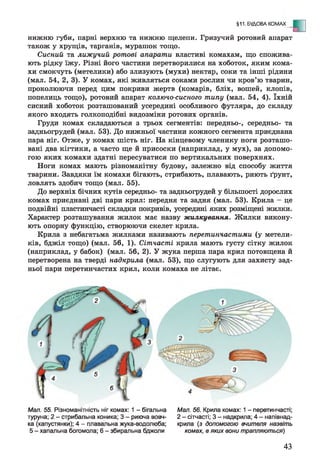 §11. БУДОВА КОМАХ - Е
нижню губи, парні верхню та нижню щелепи. Гризучий ротовий апарат
також у хрущів, тарганів, мурашок тощо.
Сисний та лижучий ротові апарати властиві комахам, що спожива­
ють рідку їжу. Різні його частини перетворилися на хоботок, яким кома­
хи смокчуть (метелики) або злизують (мухи) нектар, соки та інші рідини
(мал. 54, 2, 3). У комах, які живляться соками рослин чи кров’ю тварин,
проколюючи перед цим покриви жертв (комарів, бліх, вошей, клопів,
попелиць тощо), ротовий апарат колючо-сисного типу (мал. 54, 4). їхній
сисний хоботок розташований усередині особливого футляра, до складу
якого входять голкоподібні видозміни ротових органів.
Груди комах складаються з трьох сегментів: передньо-, середньо- та
задньогрудей (мал. 53). До нижньої частини кожного сегмента приєднана
пара ніг. Отже, у комах шість ніг. На кінцевому членику ноги розташо­
вані два кігтики, а часто ще й присоски (наприклад, у мух), за допомо­
гою яких комахи здатні пересуватися по вертикальних поверхнях.
Ноги комах мають різноманітну будову, залежно від способу життя
тварини. Завдяки їм комахи бігають, стрибають, плавають, риють ґрунт,
ловлять здобич тощо (мал. 55).
До верхніх бічних кутів середньо- та задньогрудей у більшості дорослих
комах приєднані дві пари крил: передня та задня (мал. 53). Крила - це
подвійні пластинчасті складки покривів, усередині яких розміщені жилки.
Характер розташування жилок має назву жилкування. Жилки викону­
ють опорну функцію, створюючи скелет крила.
Крила з небагатьма жилками називають перетинчастими (у метели­
ків, бджіл тощо) (мал. 56, 1). Сітчасті крила мають густу сітку жилок
(наприклад, у бабок) (мал. 56, 2). У жука перша пара крил потовщена й
перетворена на тверді надкрила (мал. 53), що слугують для захисту зад­
ньої пари перетинчастих крил, коли комаха не літає.
Мал. 55. Різноманітність ніг комах: 1 - бігальна
туруна; 2 - стрибальна коника; 3 - риюча вовч­
ка (капустянки); 4 - плавальна жука-водолюба;
5 - хапальна богомола; 6 - збиральна бджоли
Мал. 56. Крила комах: 1- перетинчасті;
2 - сітчасті; 3 - надкрила; 4 - напівнад-
крила (з допомогою вчителя назвіть
комах, в яких вони трапляються)
43
 