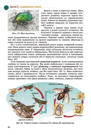 Крила є лише в дорослих комах. Крім
того, деякі групи комах у процесі істо­
ричного розвитку втратили крила вна­
слідок пристосувань до паразитичного
(воші, блохи) чи наземно-ґрунтового (ро­
бочі особини мурашок чи термітів) спо­
собів життя.
Черевце в різних груп комах скла­
дається з різної кількості сегментів. На
більшості сегментів черевця з боків роз­
ташовані отвори - дихальця, якими на-
Мал. 57. Жук бронзівка
зовні відкриваються органи дихання. Черевце комах позбавлене кінці­
вок або вони видозмінені на органи парування (у самців), яйцеклад (у
самок коників) чи жало (у ос і бджіл).
Як і в усіх членистоногих, зовнішній скелет комах утворений кутику­
лою. Вона вкрита зовні шаром жироподібної речовини, що перешкоджає
випаровуванню води. У середньому шарі кутикули містяться пігменти,
які надають тілу певного забарвлення. Металічно-блискуче або перелив­
часте забарвлення комах зумовлене заломленням світла в напівпрозо­
рих верхніх шарах кутикули або її виростах (волосках, лусочках тощо)
(мал. 57).
Усім комахам притаманний непрямий розвиток, коли новонароджена
особина не схожа на дорослу. Він може відбуватися з неповним або по­
вним перетворенням. У разі розвитку з неповним перетворенням (ко­
ники, таргани, бабки та інші) з яйця вилуплюється личинка, яка зага­
лом нагадує дорослу особину, але без крил (мал. 58, 1). Вона живиться,
линяє, росте і розвивається. Після останнього линяння личинка пере­
творюється на статевозрілу особину. Отже, за неповного перетворення
комаха проходить такі фази розвитку: яйце, личинка, доросла особина.
доросла особина
доросла особина
Мал. 58. Розвиток комахи з неповним (А) і повним (Б) перетворенням
44
 