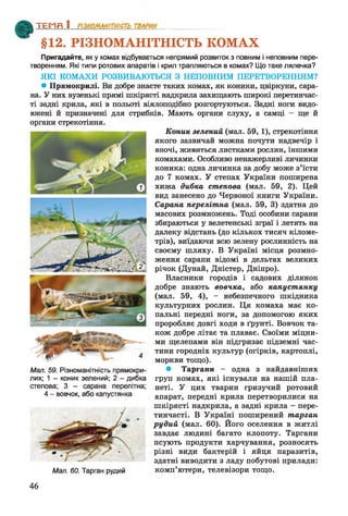 Т Е М П 1_______________
§12. РІЗНОМАНІТНІСТЬ КОМАХ
Пригадайте, як у комах відбувається непрямий розвиток з повним і неповним пере­
творенням. Які типи ротових апаратів і крил трапляються в комах? Що таке лялечка?
ЯКІ КОМАХИ РОЗВИВАЮТЬСЯ З НЕПОВНИМ ПЕРЕТВОРЕННЯМ?
• Прямокрилі. Ви добре знаєте таких комах, як коники, цвіркуни, сара­
на. У них вузенькі прямі шкірясті надкрила захищають широкі перетинчас­
ті задні крила, які в польоті віялоподібно розгортуються. Задні ноги видо­
вжені й призначені для стрибків. Мають органи слуху, а самці - ще й
органи стрекотіння.
Коник зелений (мал. 59, 1), стрекотіння
якого зазвичай можна почути надвечір і
вночі, живиться листками рослин, іншими
комахами. Особливо ненажерливі личинки
коника: одна личинка за добу може з’їсти
до 7 комах. У степах України поширена
хижа дибка степова (мал. 59, 2). Цей
вид занесено до Червоної книги України.
Сарана перелітна (мал. 59, 3) здатна до
масових розмножень. Тоді особини сарани
збираються у велетенські зграї і летять на
далеку відстань (до кількох тисяч кіломе­
трів), виїдаючи всю зелену рослинність на
своєму шляху. В Україні місця розмно­
ження сарани відомі в дельтах великих
річок (Дунай, Дністер, Дніпро).
Власники городів і садових ділянок
добре знають вовчка, або капустянку
(мал. 59, 4), - небезпечного шкідника
культурних рослин. Ця комаха має ко­
пальні передні ноги, за допомогою яких
проробляє довгі ходи в ґрунті. Вовчок та­
кож добре літає та плаває. Своїми міцни­
ми щелепами він підгризає підземні час­
тини городніх культур (огірків, картоплі,
моркви тощо).
• Таргани - одна з найдавніших
груп комах, які існували на нашій пла­
неті. У цих тварин гризучий ротовий
апарат, передні крила перетворилися на
шкірясті надкрила, а задні крила - пере­
тинчасті. В Україні поширений тарган
рудий (мал. 60). Його оселення в житлі
завдає людині багато клопоту. Таргани
псують продукти харчування, розносять
різні види бактерій і яйця паразитів,
здатні виводити з ладу побутові прилади:
Мал. 60. Тарган рудий комп’ютери, телевізори тощо.
Мал. 59. Різноманітність прямокри­
лих; 1 - коник зелений; 2 - дибка
степова; 3 - сарана перелітна;
4 - вовчок, або капустянка
46
 