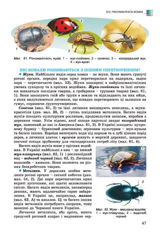 §12. РІЗНОМАНІТНІСТЬ КОМАХ - И
Мал. 61. Різноманітність жуків: 1 - жук-гнойовик; 2 - сонечко; 3 - колорадський жук;
4 - жук-вусач
ЯКІ КОМАХИ РОЗВИВАЮТЬСЯ З ПОВНИМ ПЕРЕТВОРЕННЯМ?
• Жуки. Найбільше видів серед комах - це жуки. Вони мають гризучі
ротові органи, передня пара крил перетворилася на надкрила, задня
пара - перетинчаста (мал. 53). Жуки поширені в найрізноманітніших
умовах суходолу та в прісних водоймах. Жуки-гнойовики та їхні личин­
ки живляться послідом тварин, а гробарики - трупами тварин (мал. 61,
1). Вони закопують гній або трупи в землю та відкладають на них яйця,
з яких вилуплюються личинки, що швидко перетворюють ці залишки на
гумус, сприяючи ґрунтоутворенню.
Сонечка (мал. 61, 2) та їхні личинки винищують попелиць, а жуки-
красотіли (див. мал. 38, 2) - гусінь шкідливих метеликів. Багато видів
жуків шкодять культурним рослинам, продовольчим запасам, виробам з
деревини тощо. Усім відомо, якої шкоди картоплі завдає колорадський
жук, завезений до нас із Америки (мал. 61, 3). В Україні шкодять: цукро­
вому буряку - буряковий довгоносик; зерновим культурам - жук-кузька
та багато інших. Короїди виточують ходи під корком та в лубі цінних порід
дерев, а личинки златок і вусачів живуть в мертвій деревині, завдаючи
значної шкоди зрубаному для господарських потреб лісу (мал. 61, 4).
Багато видів жуків живе у прісних водой­
мах. В Україні найбільші з них - це хижий
жук-плавунець (мал. 62, 1) і рослиноїдний
вид - водолюб чорний (мал. 62, 2). Личинки
водолюба - хижаки. Вони полюють на різ­
них безхребетних тварин.
• Метелики. У дорослих особин мете­
ликів ротові органи —сисний хоботок (див.
мал. 54, 2). Дві пари перетинчастих крил
вкриті лусочками, які здатні заломлювати
світло. Багато видів метеликів, насамперед
денних, мають надзвичайно гарне забарв­
лення. В Україні це, наприклад, махаон
(мал. 63. А) та аполлон. Ці та багато інших
видів метеликів потребують охорони, тому
занесені до Червоної книги України.
Личинки метеликів, або гусінь, мають
гризучий ротовий апарат і видовжене чер-
Мал. 62. Жуки - мешканці водойм:
1 - жук-плавунець; 2 - водолюб
чорний
47
 